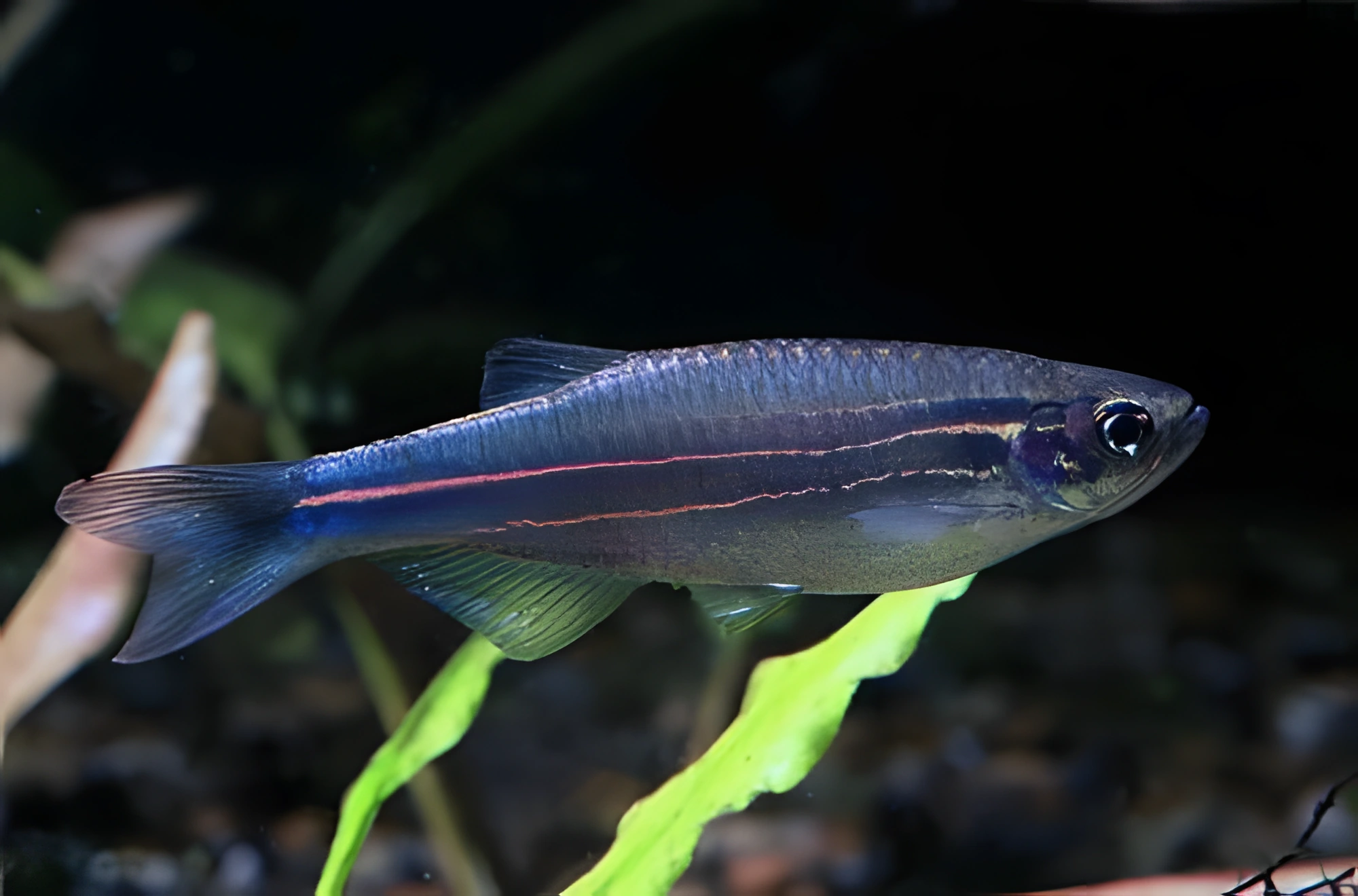 Fotografía del pez de acuario Danio Kerri