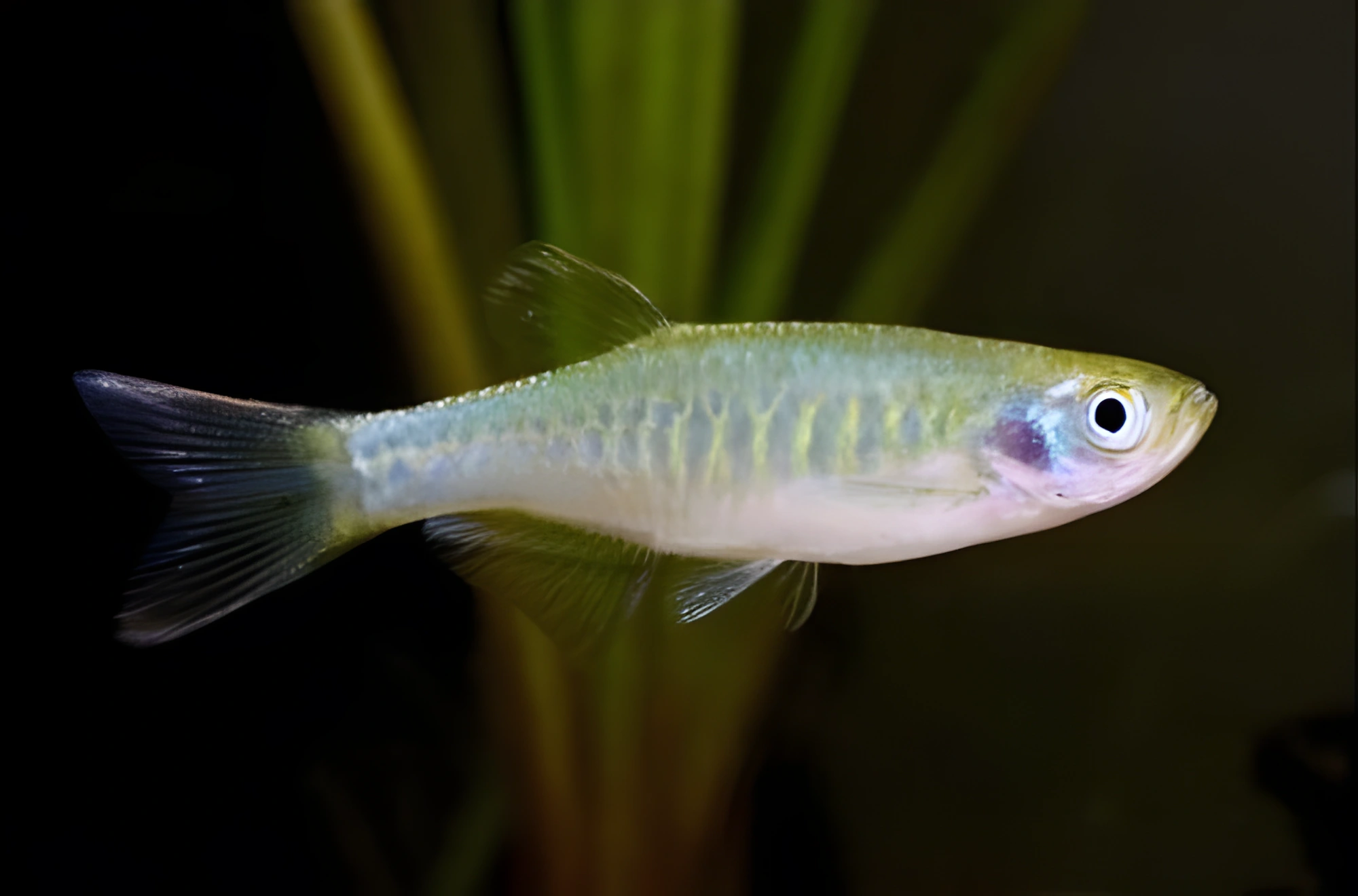 Fotografía del pez de acuario Danio pantera