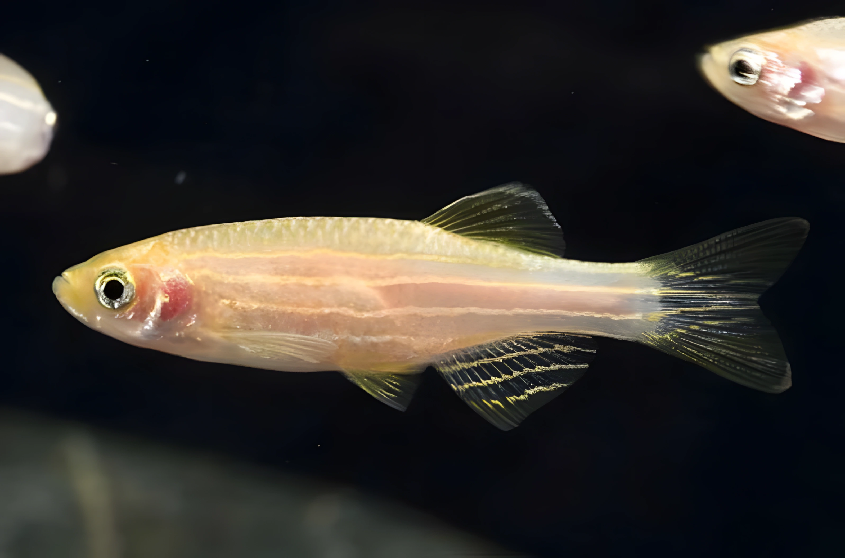 Fotografía del pez de acuario Danio cebra (albino)