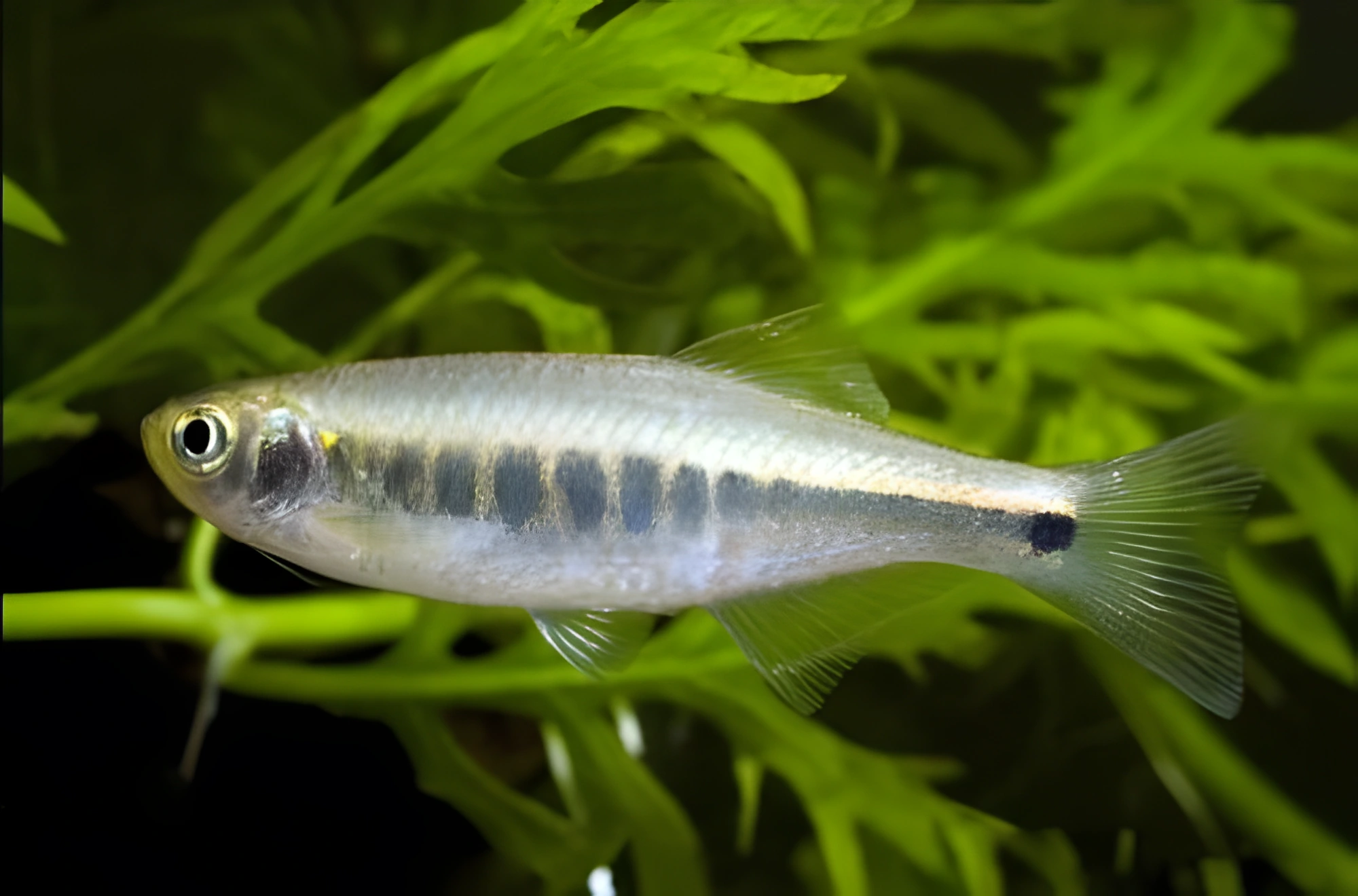 Fotografía del pez de acuario Danio Escondido