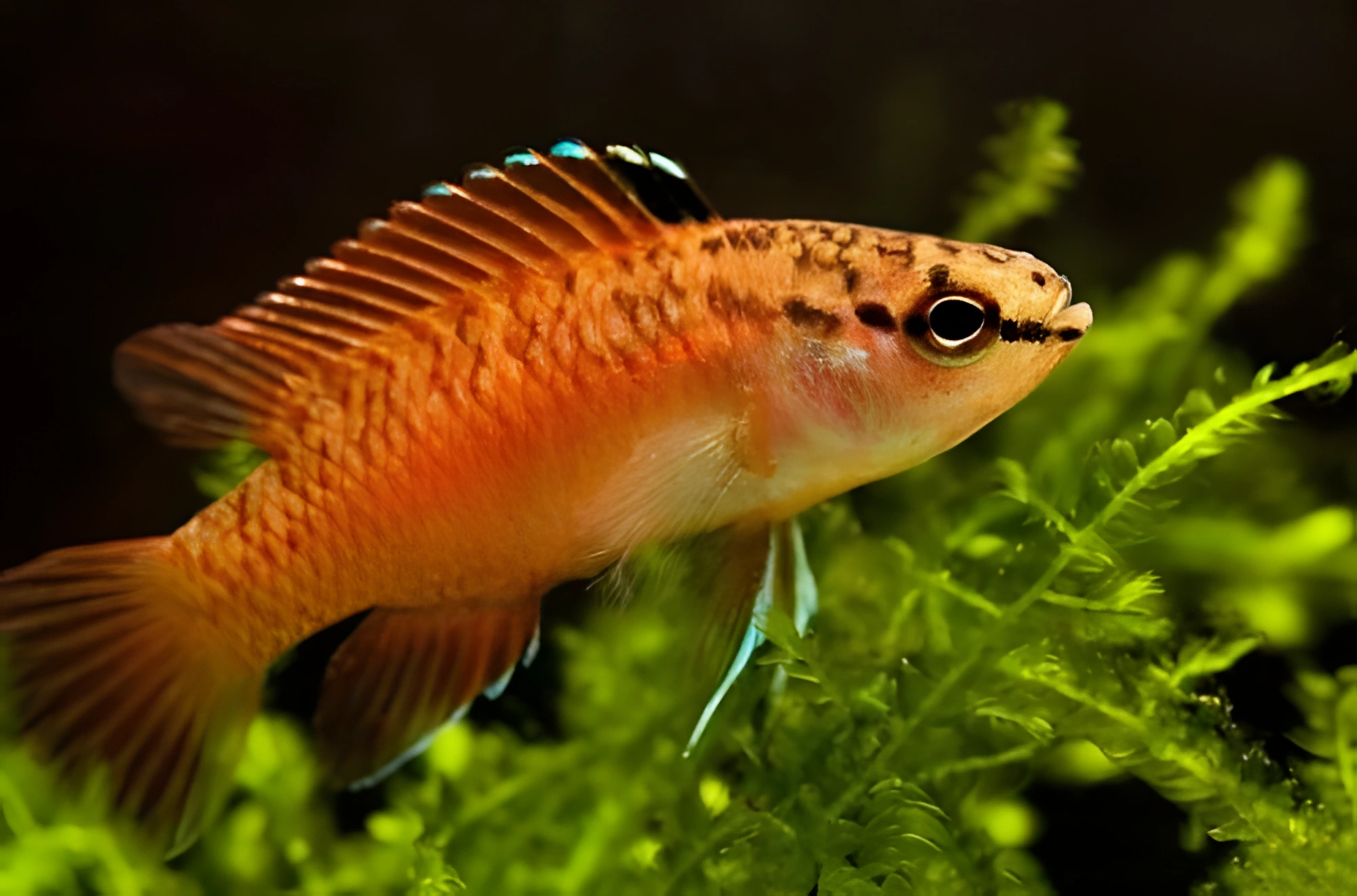 Fotografía del pez de acuario Dario kajal