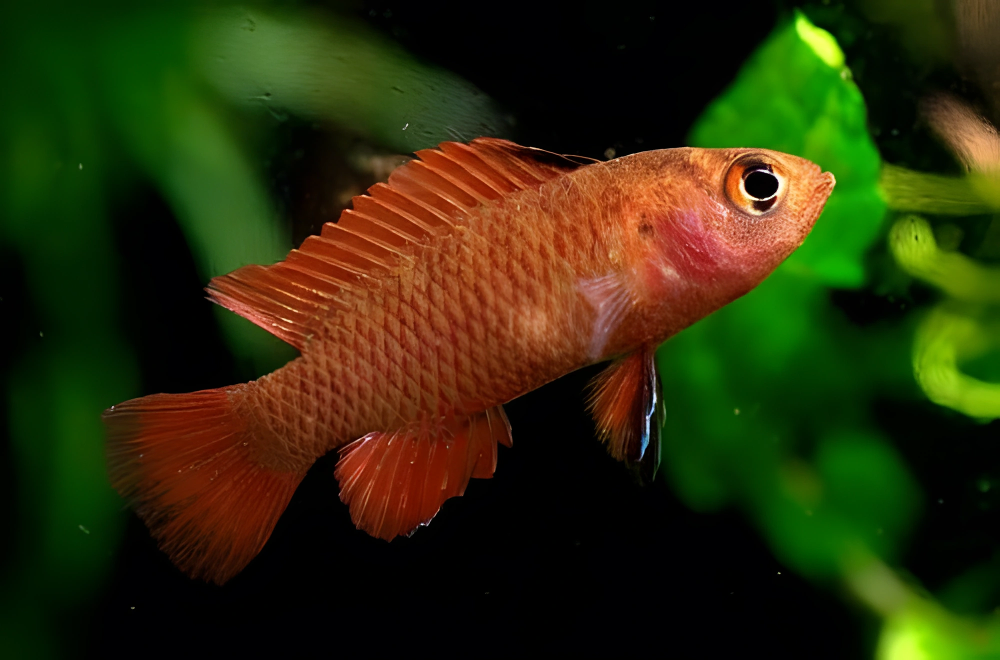 Fotografía del pez de acuario Dario rojo