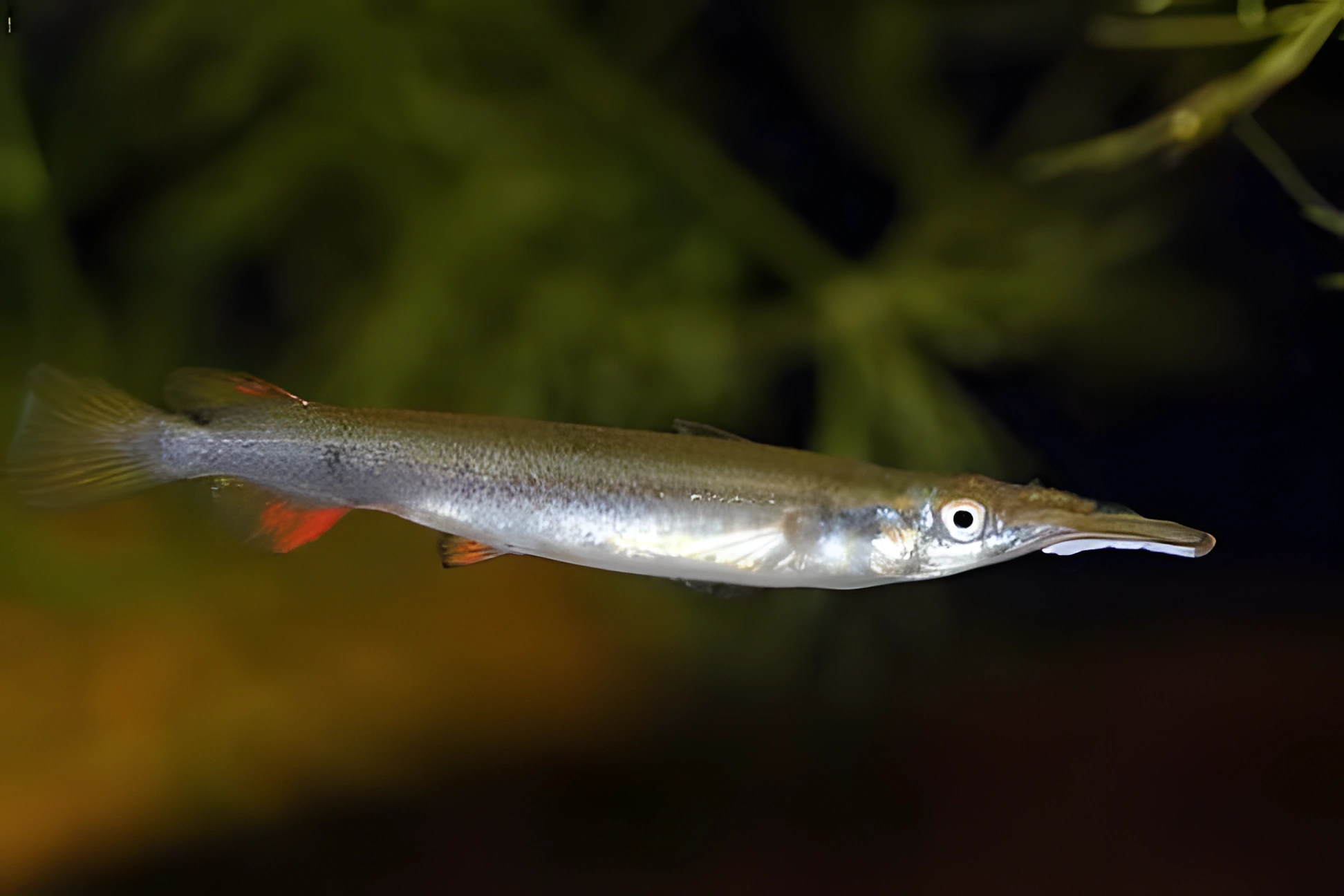 Fotografía del pez de acuario Dermogenys