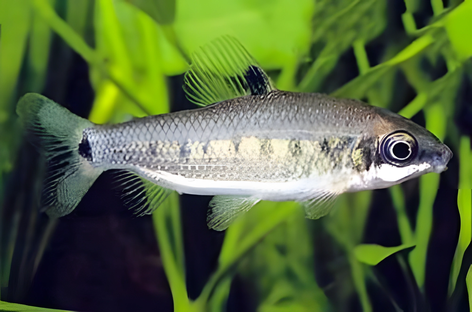 Fotografía del pez de acuario Distichodus decemmaculatus