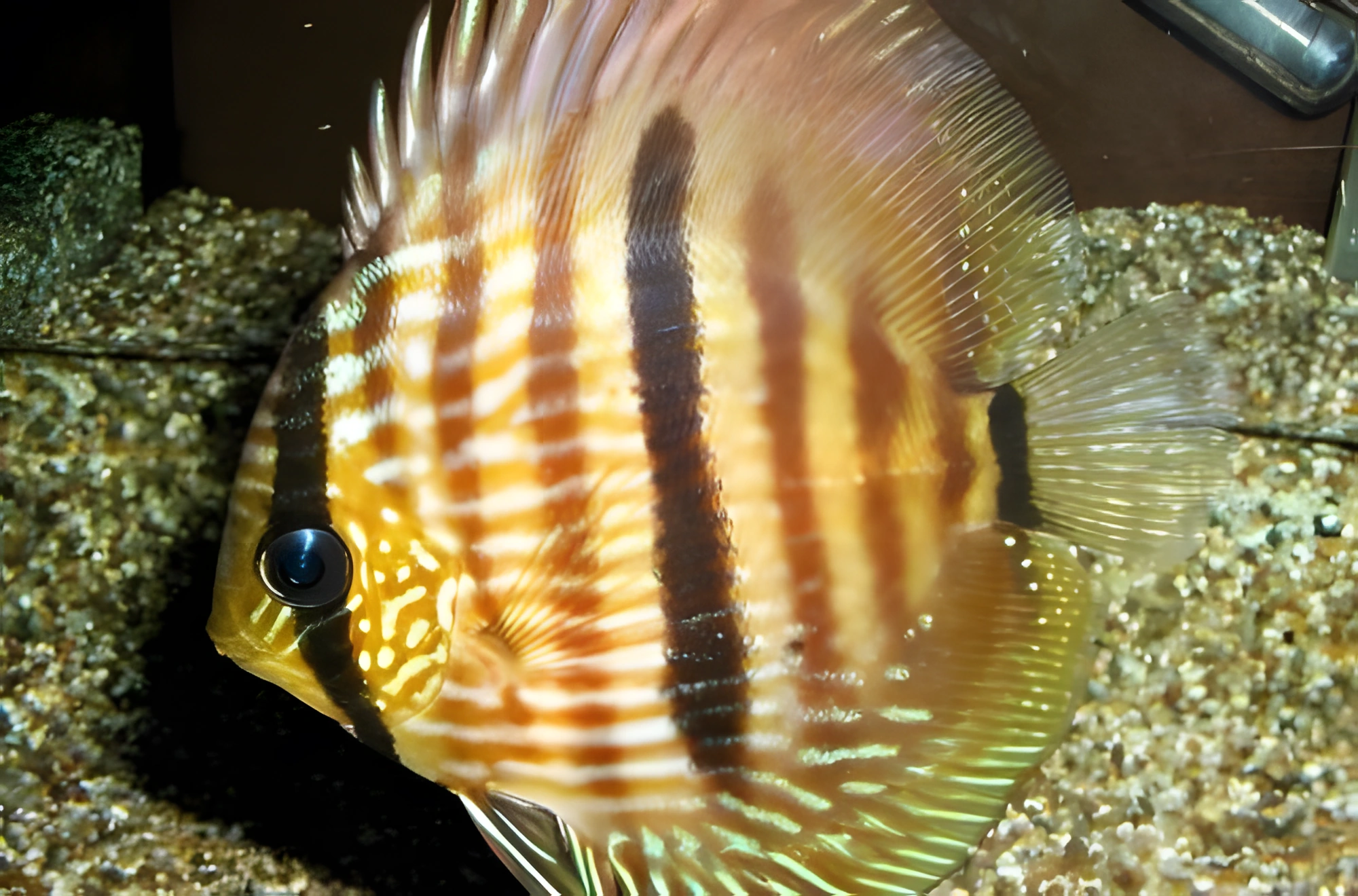 Fotografía del pez de acuario Disco de Heckel