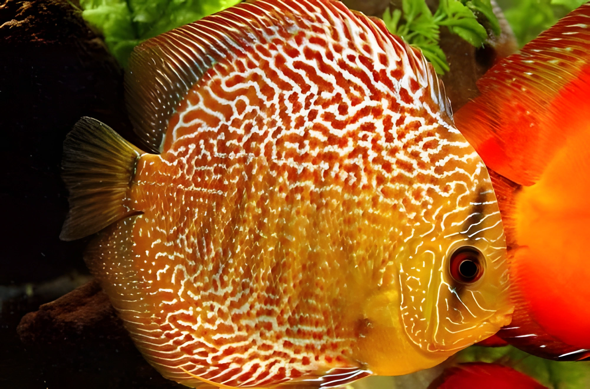Photo of aquarium fish Discus