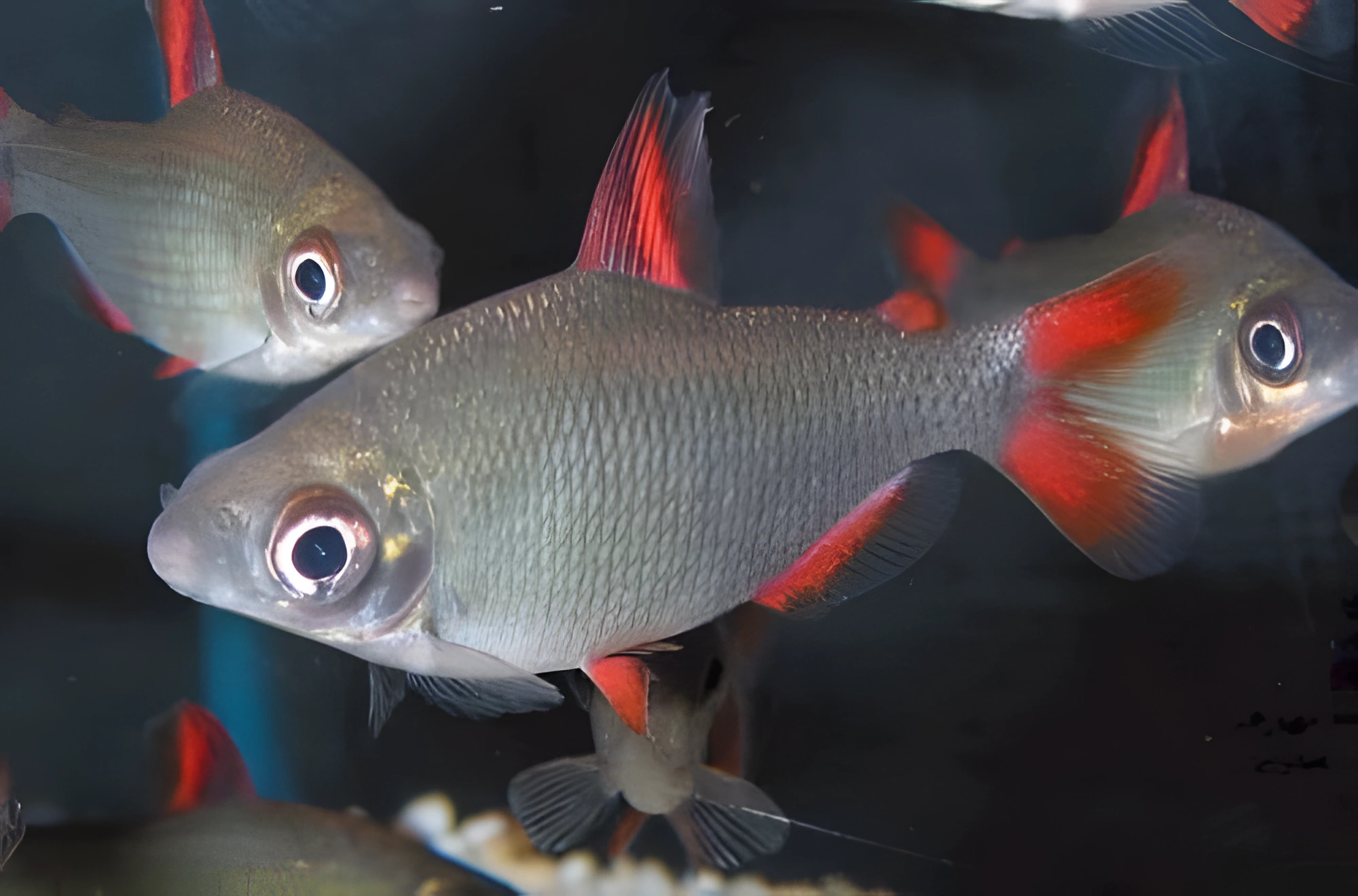 Fotografía del pez de acuario Distichodus de aletas rojas