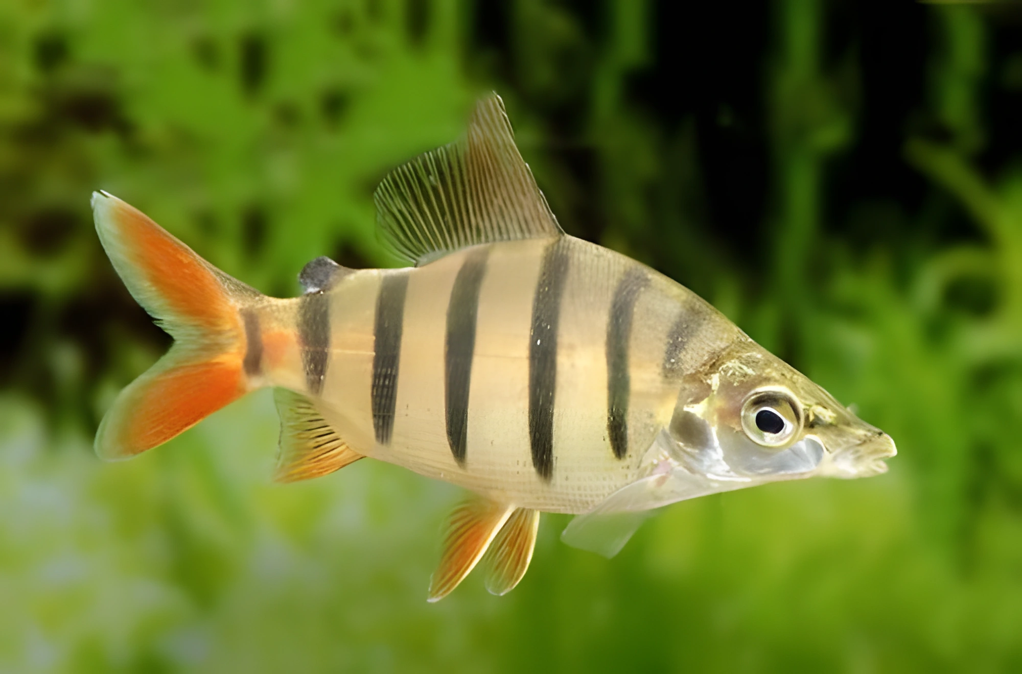 Fotografía del pez de acuario Distichodus lusosso