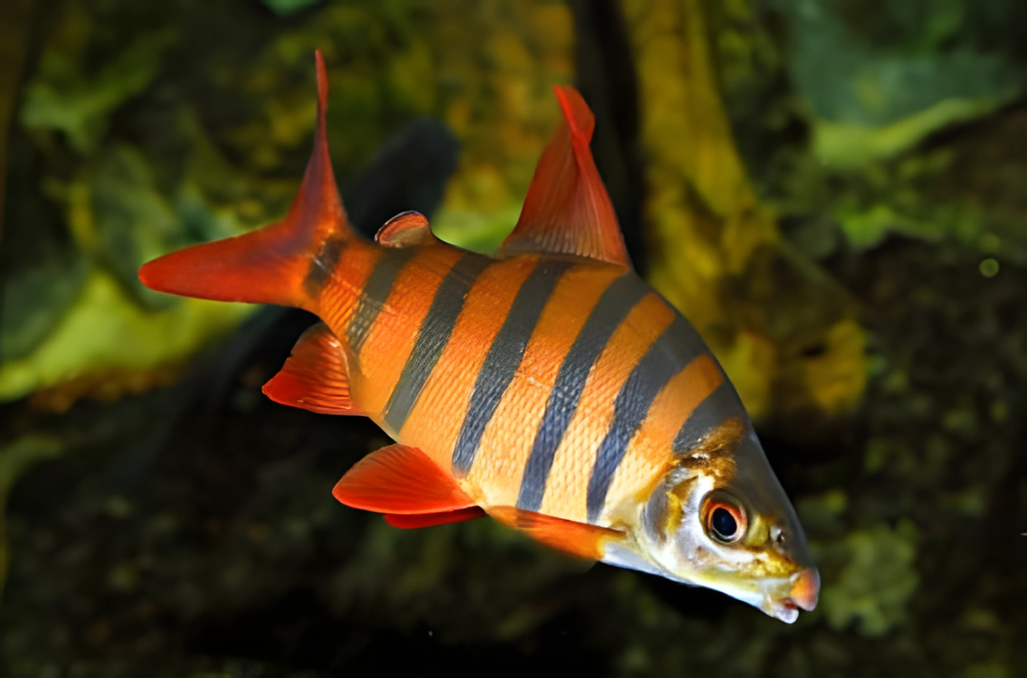 Fotografía del pez de acuario Distichodus de nariz larga