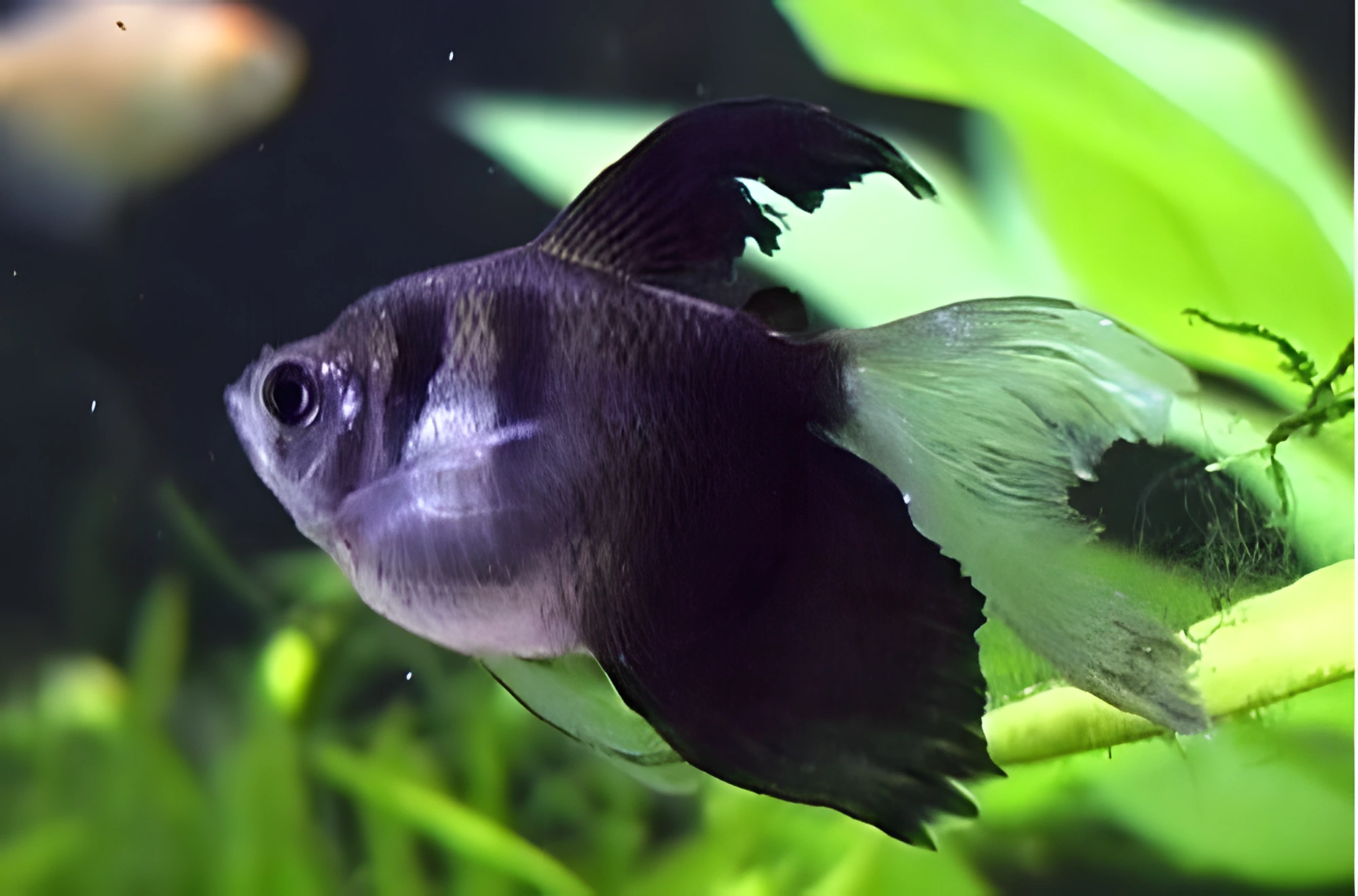 Photo of aquarium fish Black Skirt Tetra (Veiltail)
