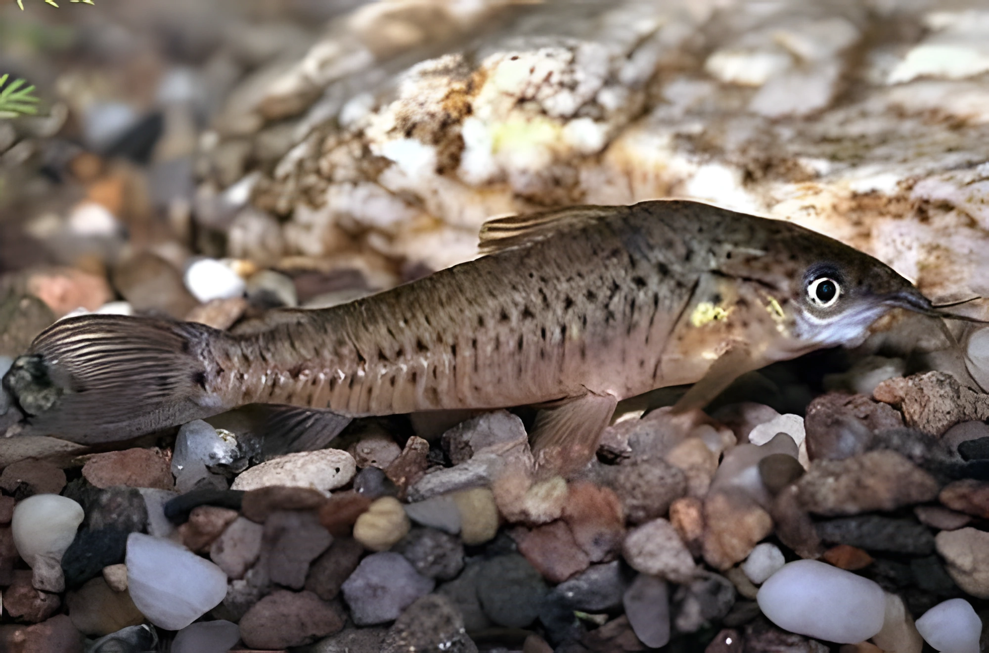 Fotografía del pez de acuario Dianema de bigotes largos