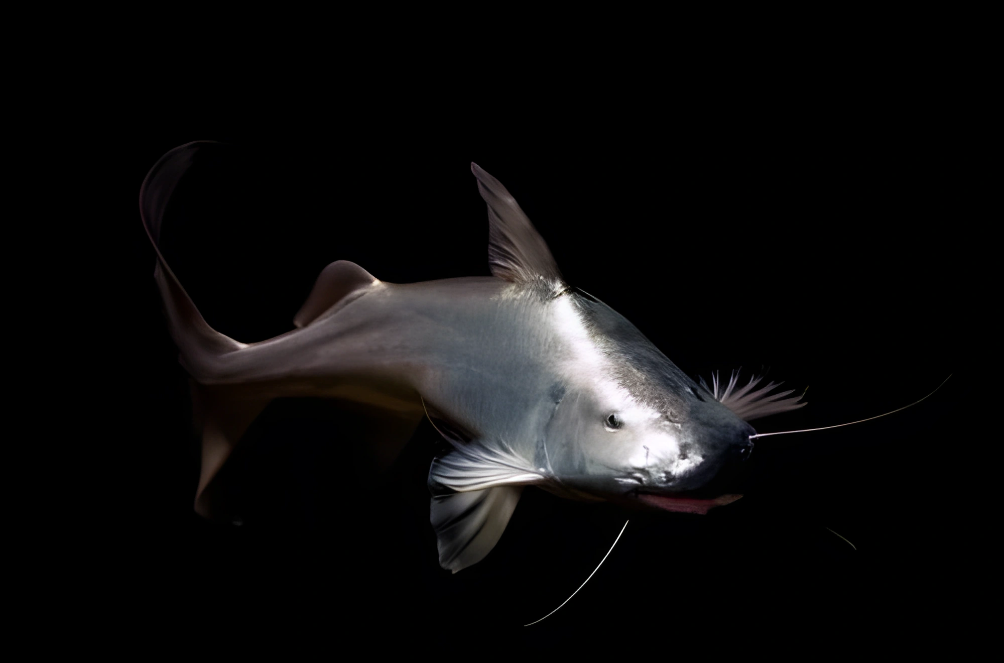 Fotografía del pez de acuario Dourada