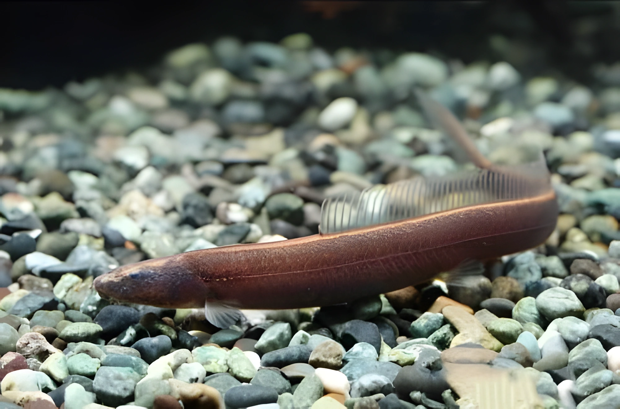 Fotografía del pez de acuario Locha dragón