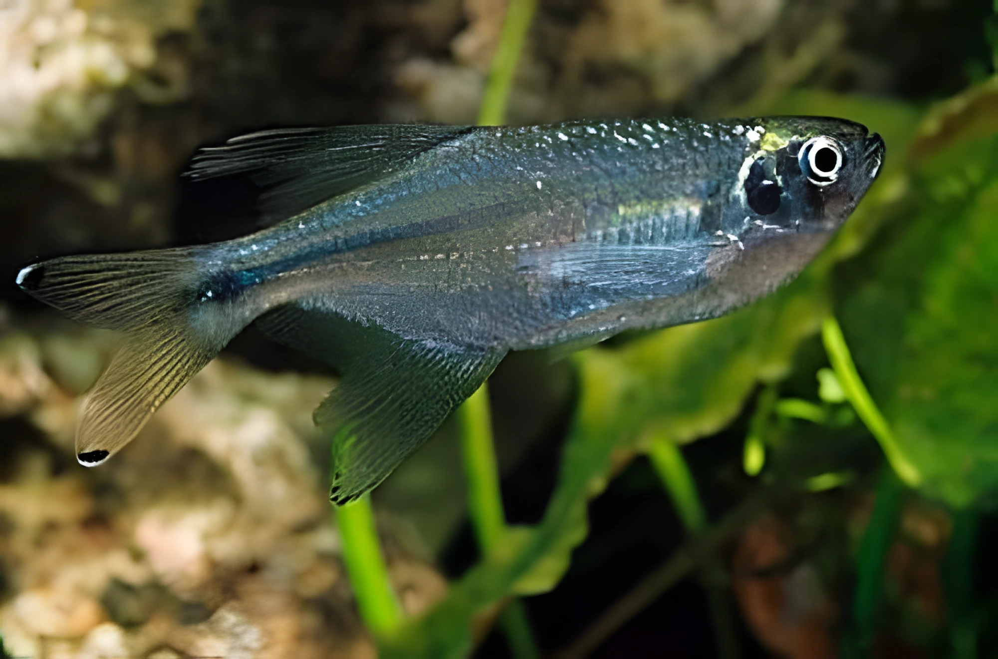 Fotografía del pez de acuario Tetra dragón