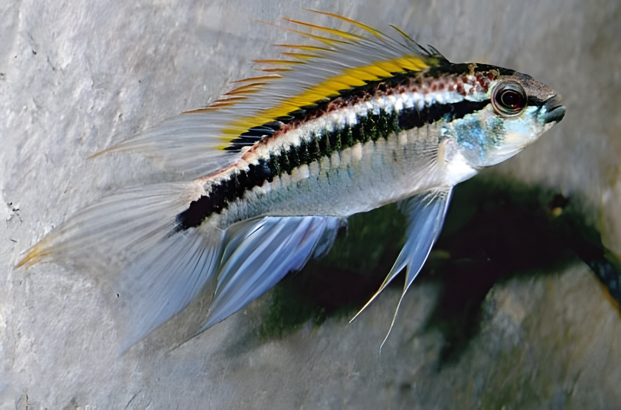 Fotografía del pez de acuario Apistogramma de dos franjas