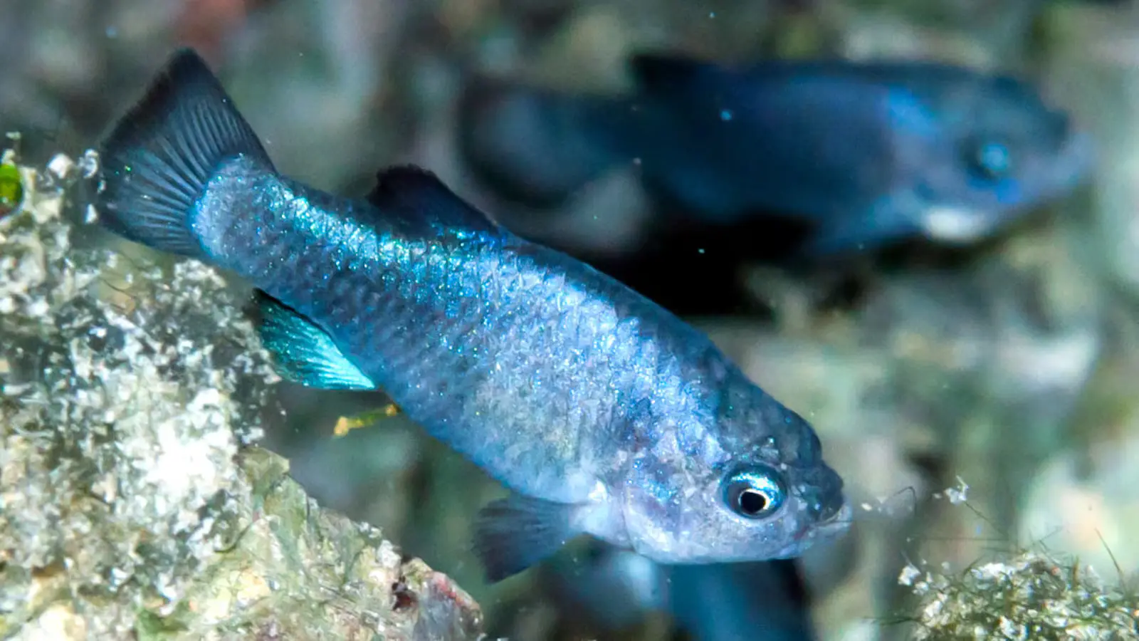 Fotografía del pez de acuario Cachorrito del desierto del Diablo
