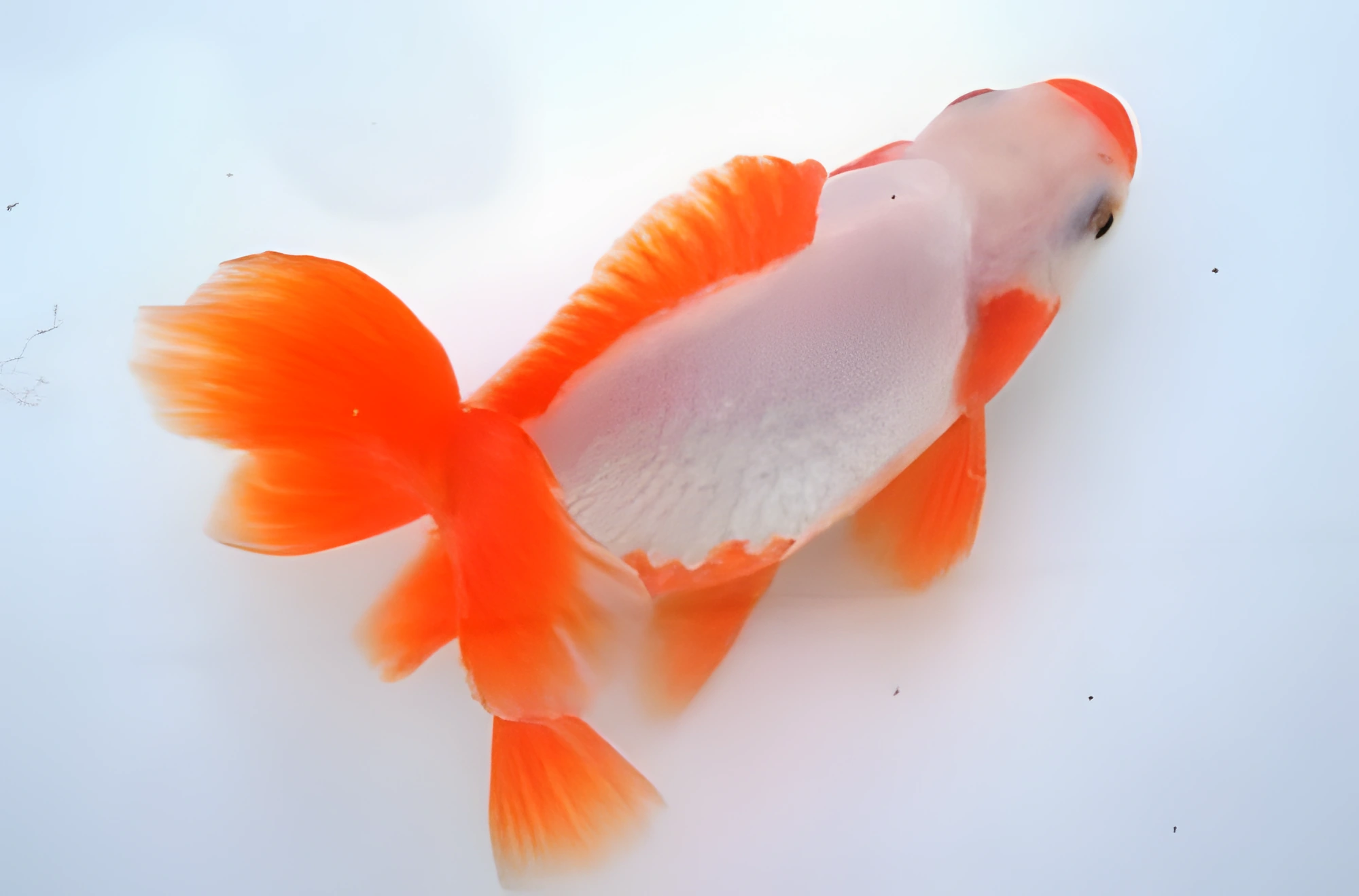 Fotografía del pez de acuario Jikin