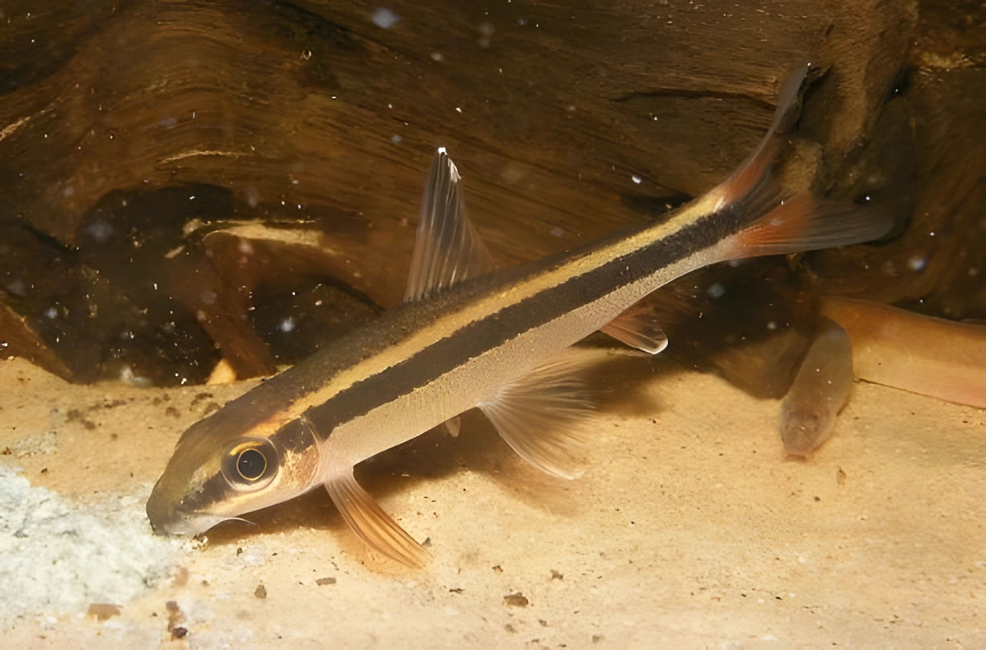 Photo of aquarium fish Epalzeorhynchos
