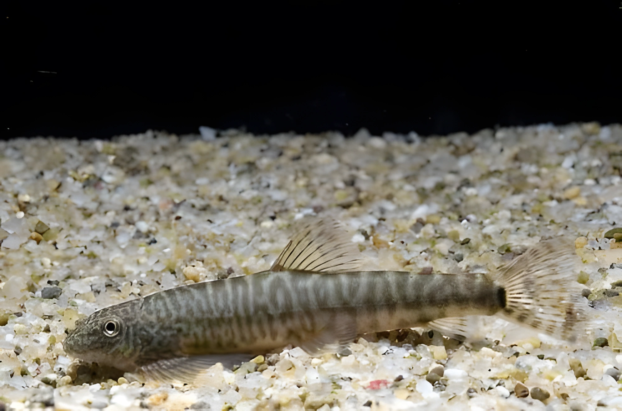 Fotografía del pez de acuario Erromyzon sinensis
