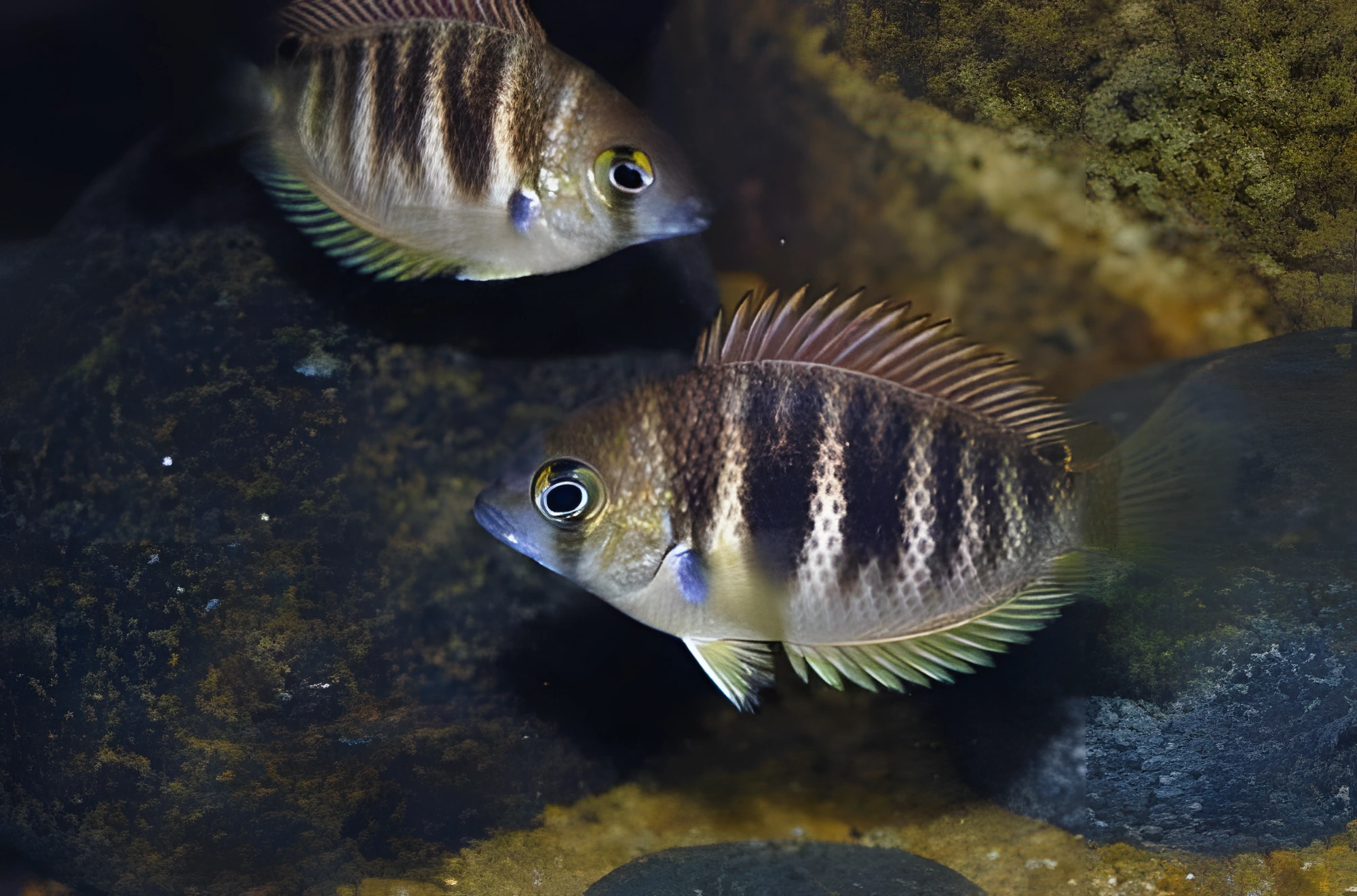 Fotografía del pez de acuario Etroplus Canara