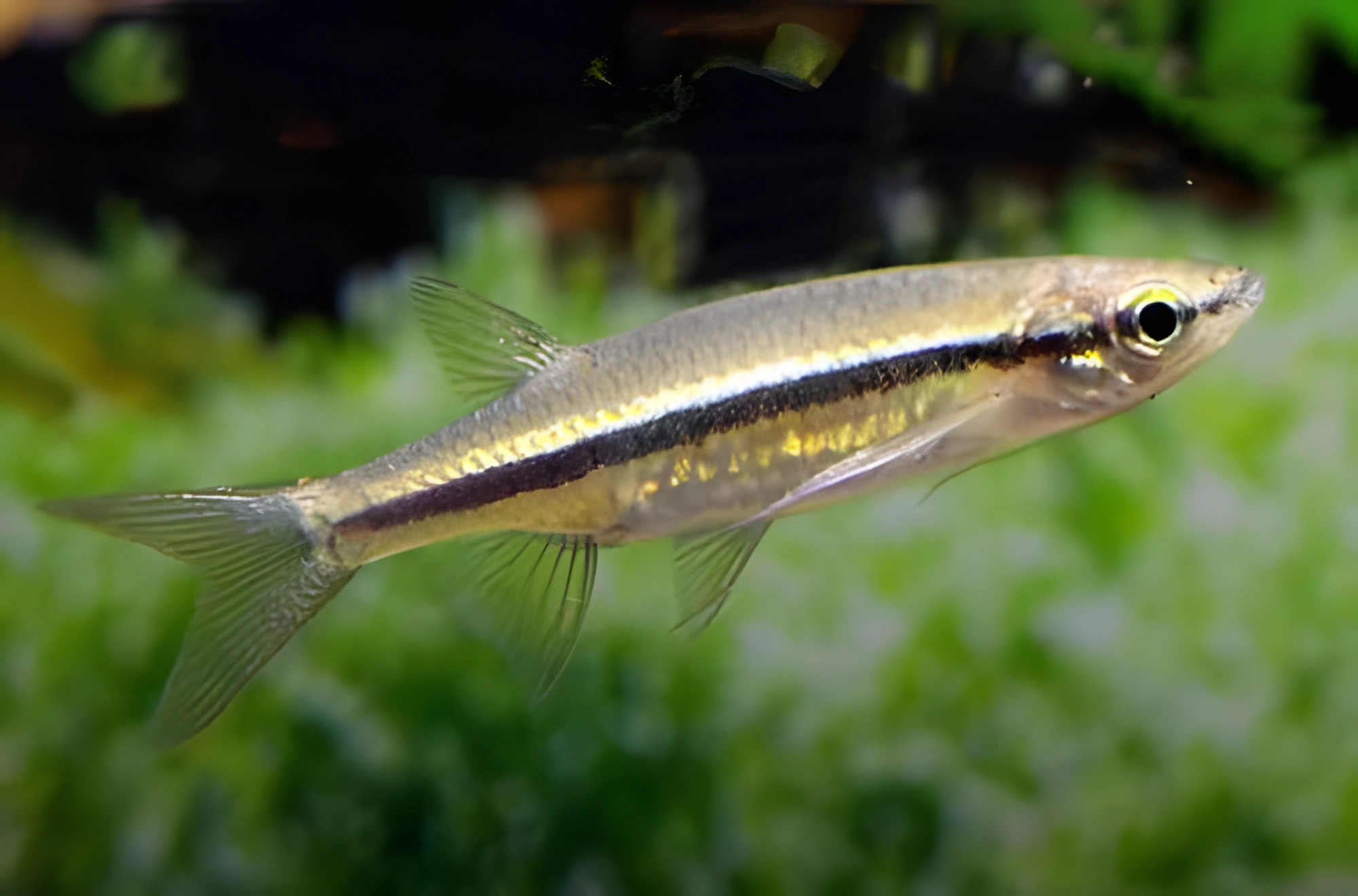 Fotografía del pez de acuario Esomus volador