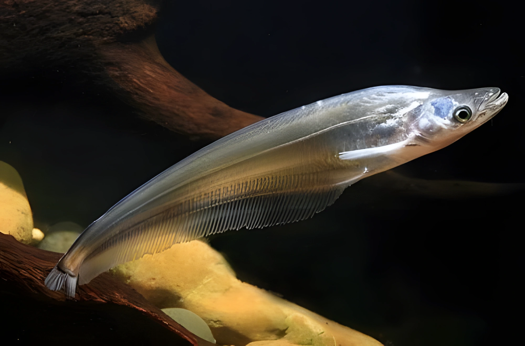 Fotografía del pez de acuario Falakronotu
