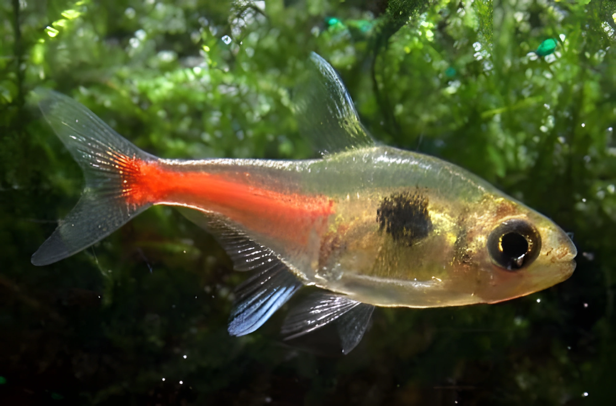 Fotografía del pez de acuario Fantasma amarillo