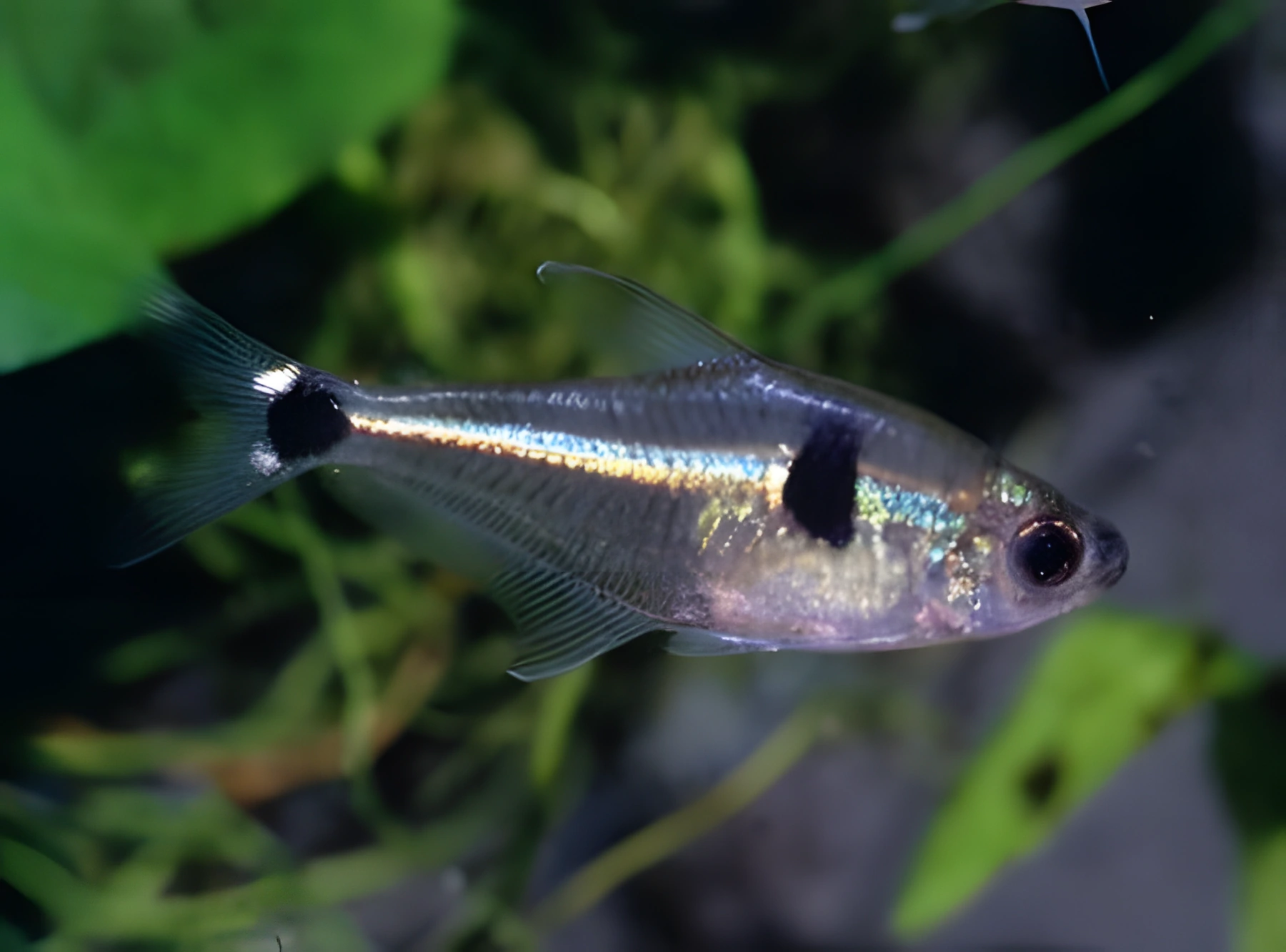 Fotografía del pez de acuario Phenacogaster calverti
