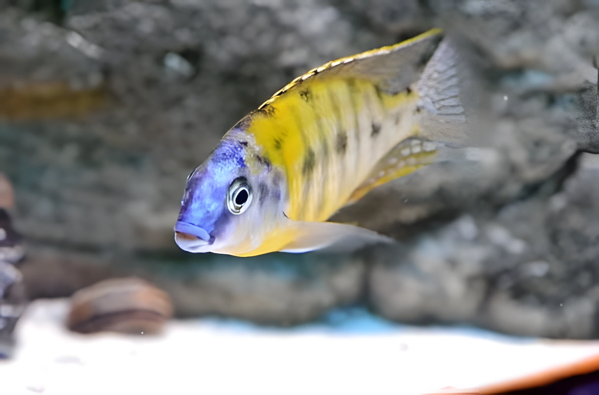 Fotografía del pez de acuario Fenestratus