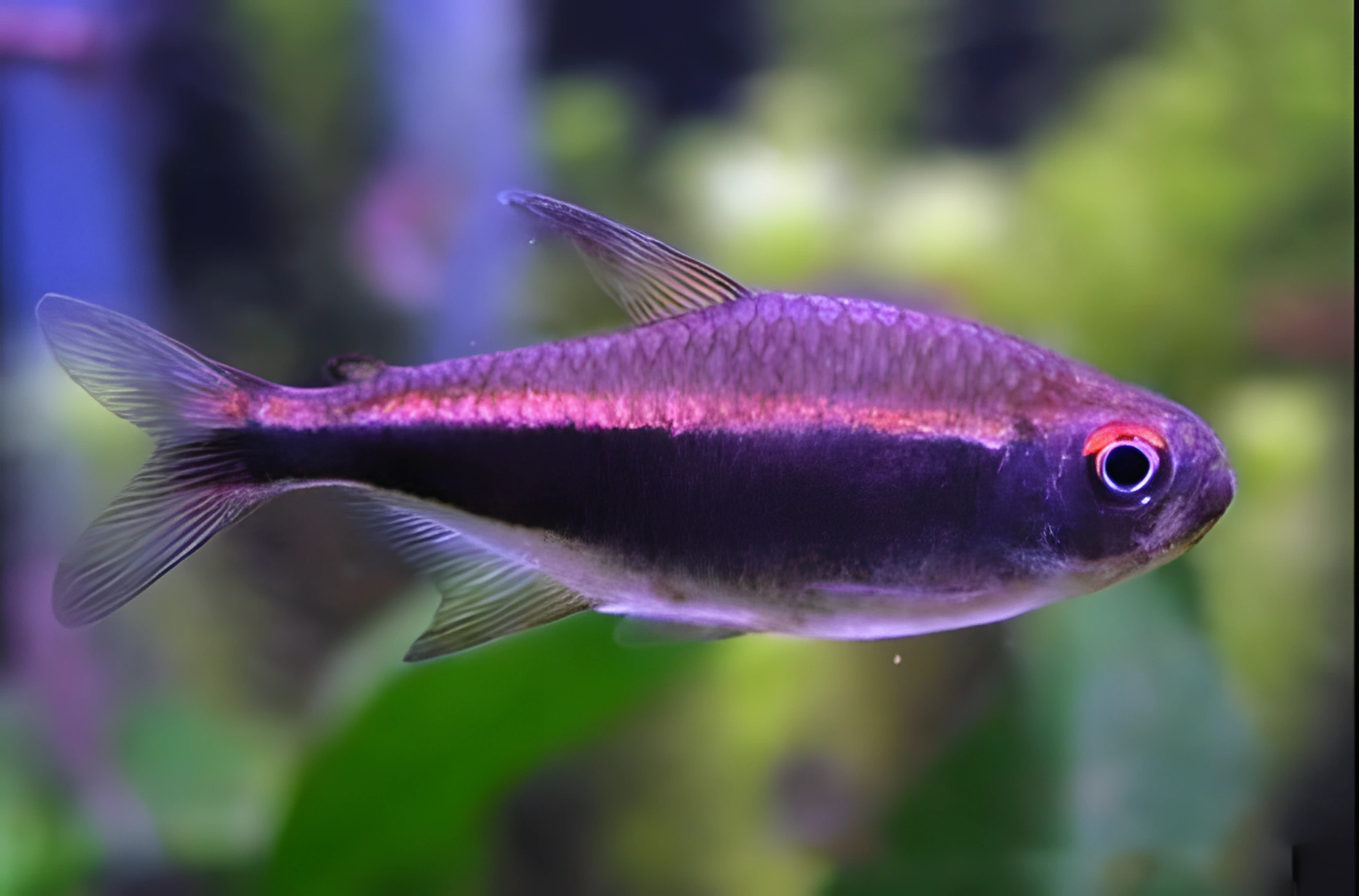 Fotografía del pez de acuario Tetra Púrpura