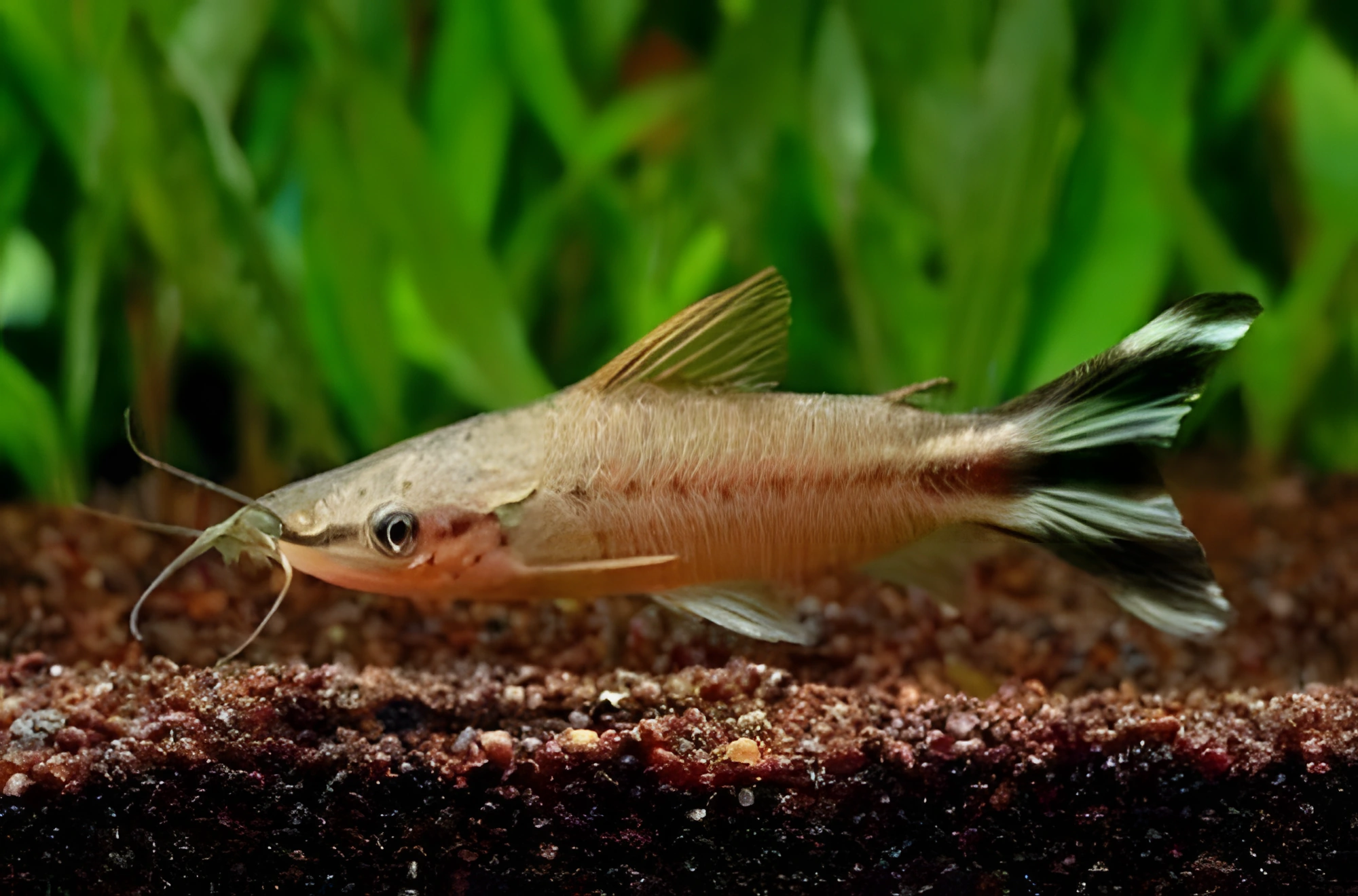 Fotografía del pez de acuario Pez gato cola de bandera