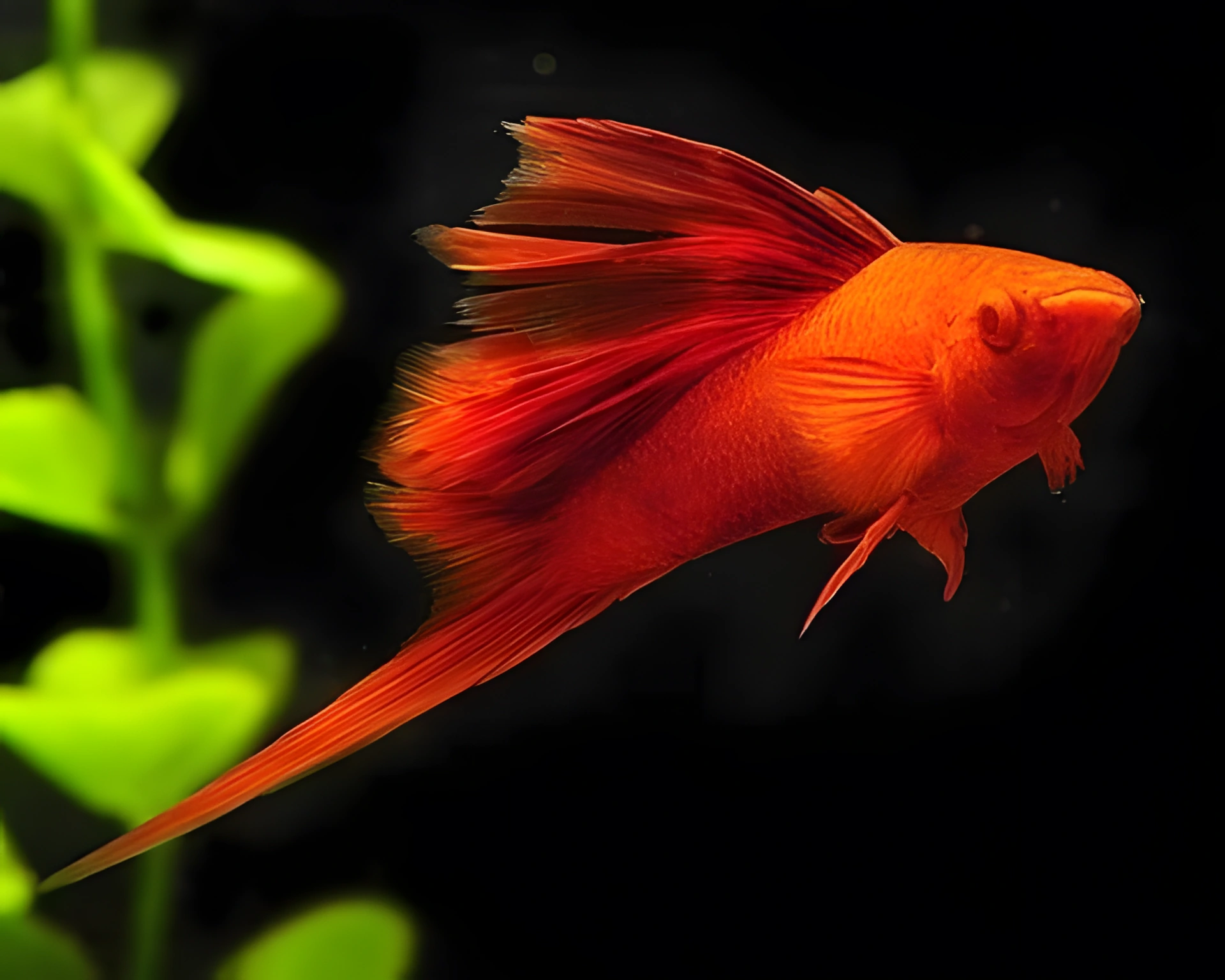 Fotografía del pez de acuario Pez espada de aleta alta