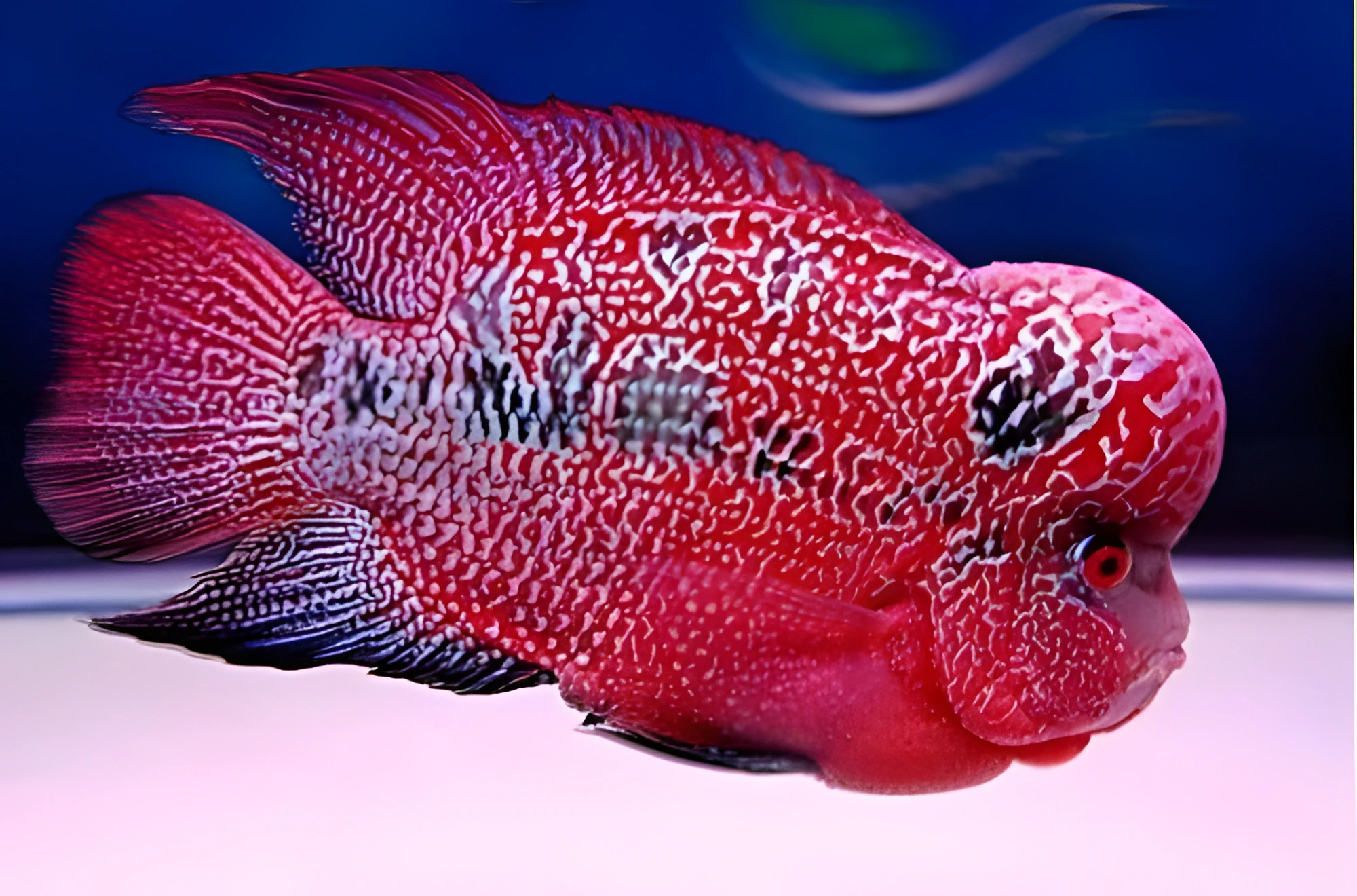 Fotografía del pez de acuario Flowerhorn