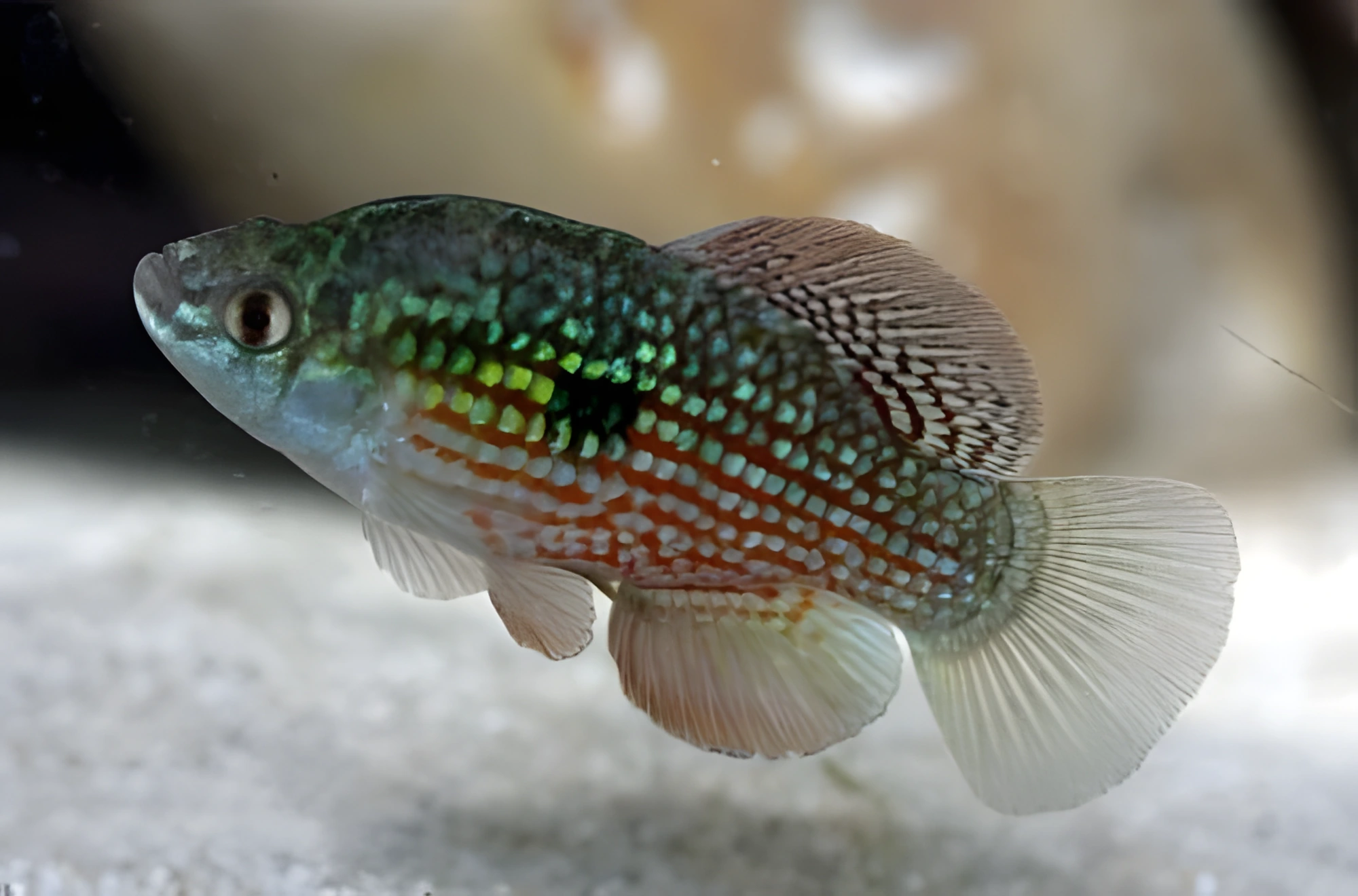 Fotografía del pez de acuario Florida