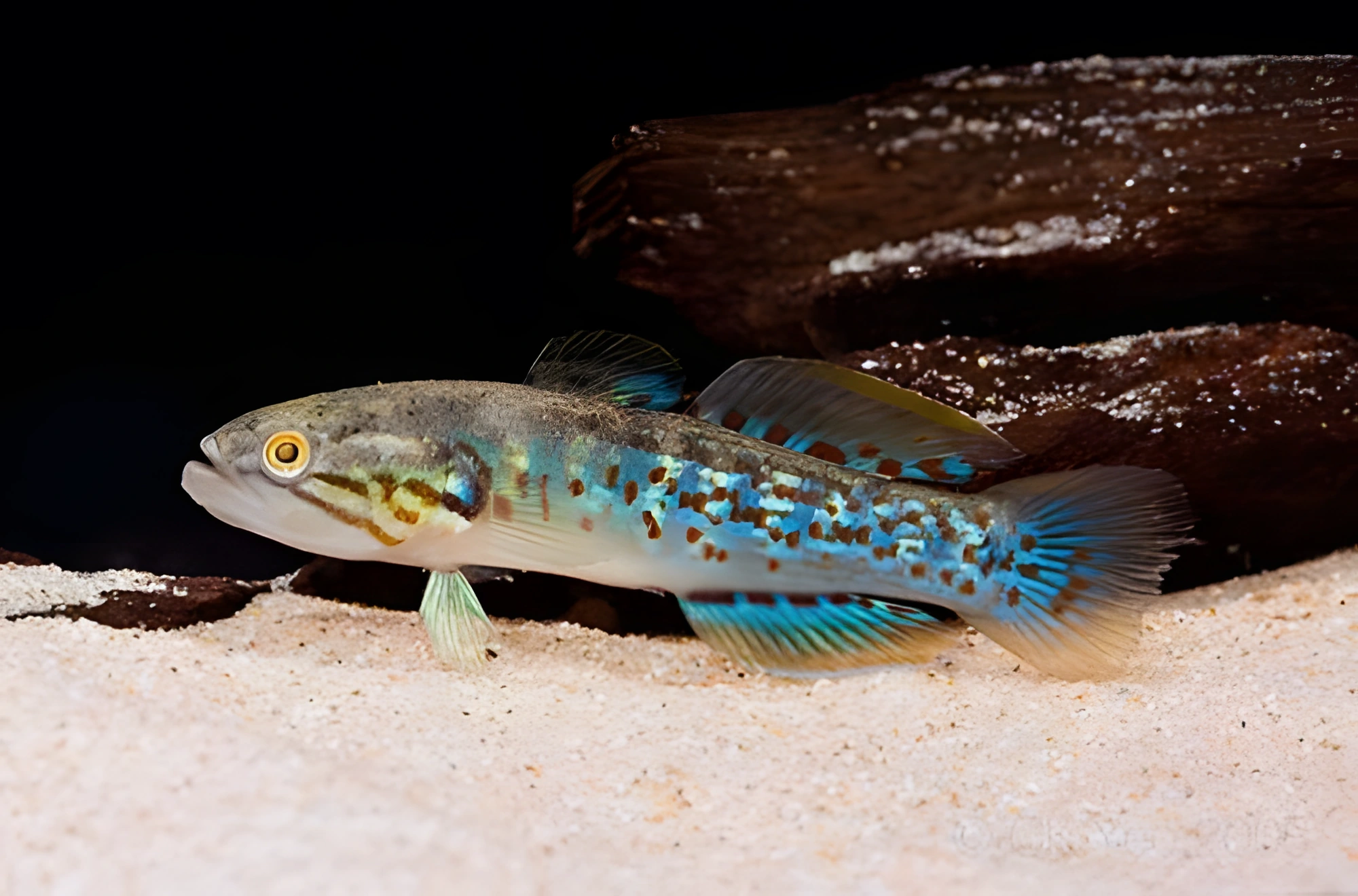 Fotografía del pez de acuario Mogurnda trucha
