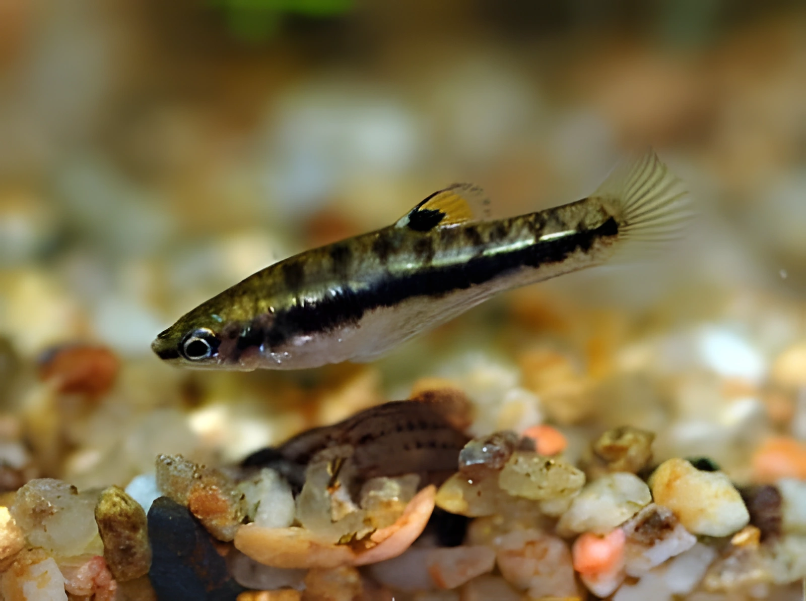 Fotografía del pez de acuario Formosa