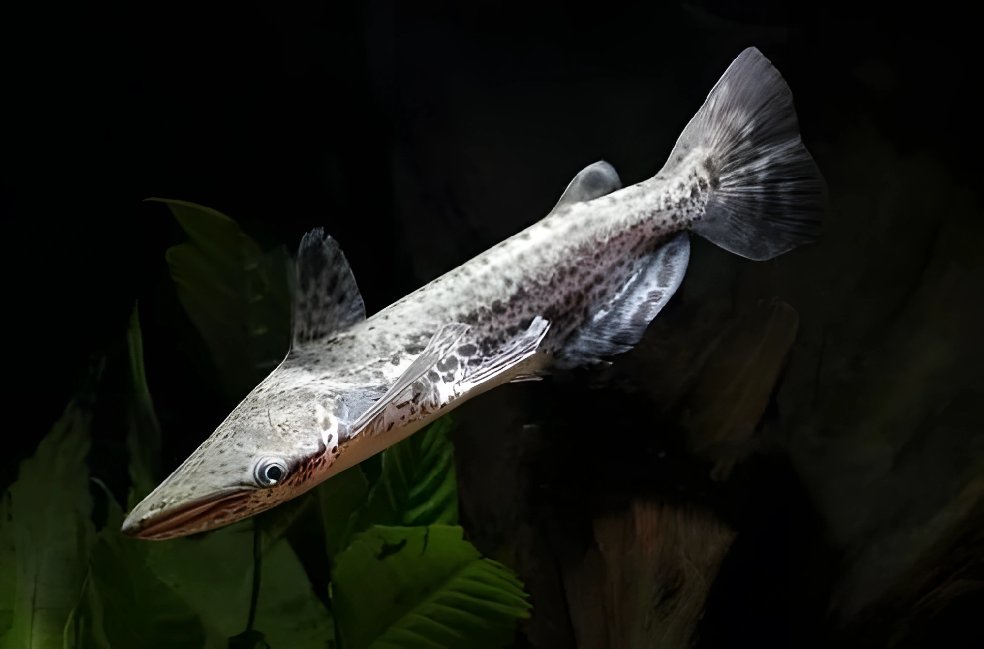 Fotografía del pez de acuario Pez gato guyanés