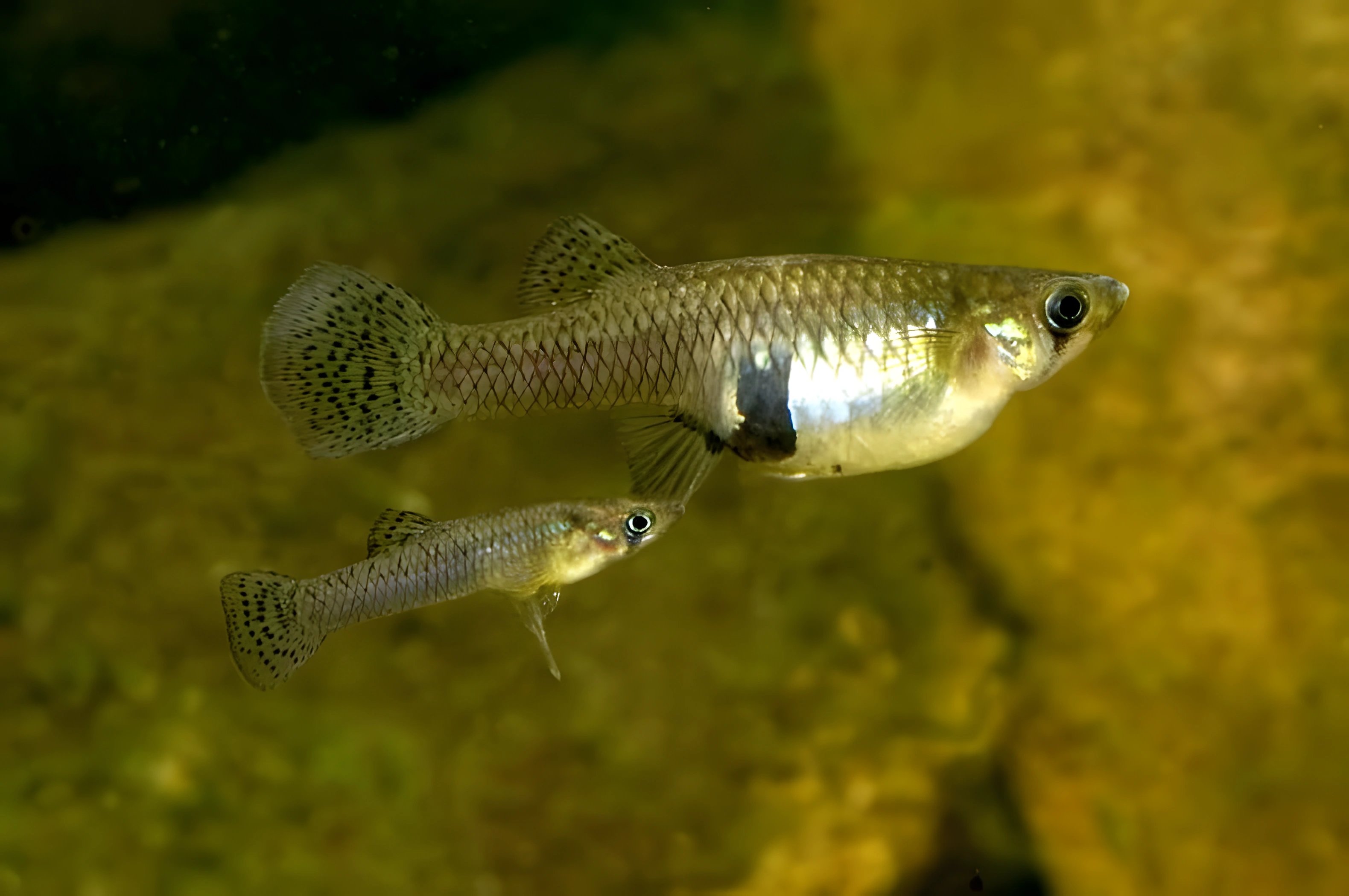 Fotografía del pez de acuario Gambusia