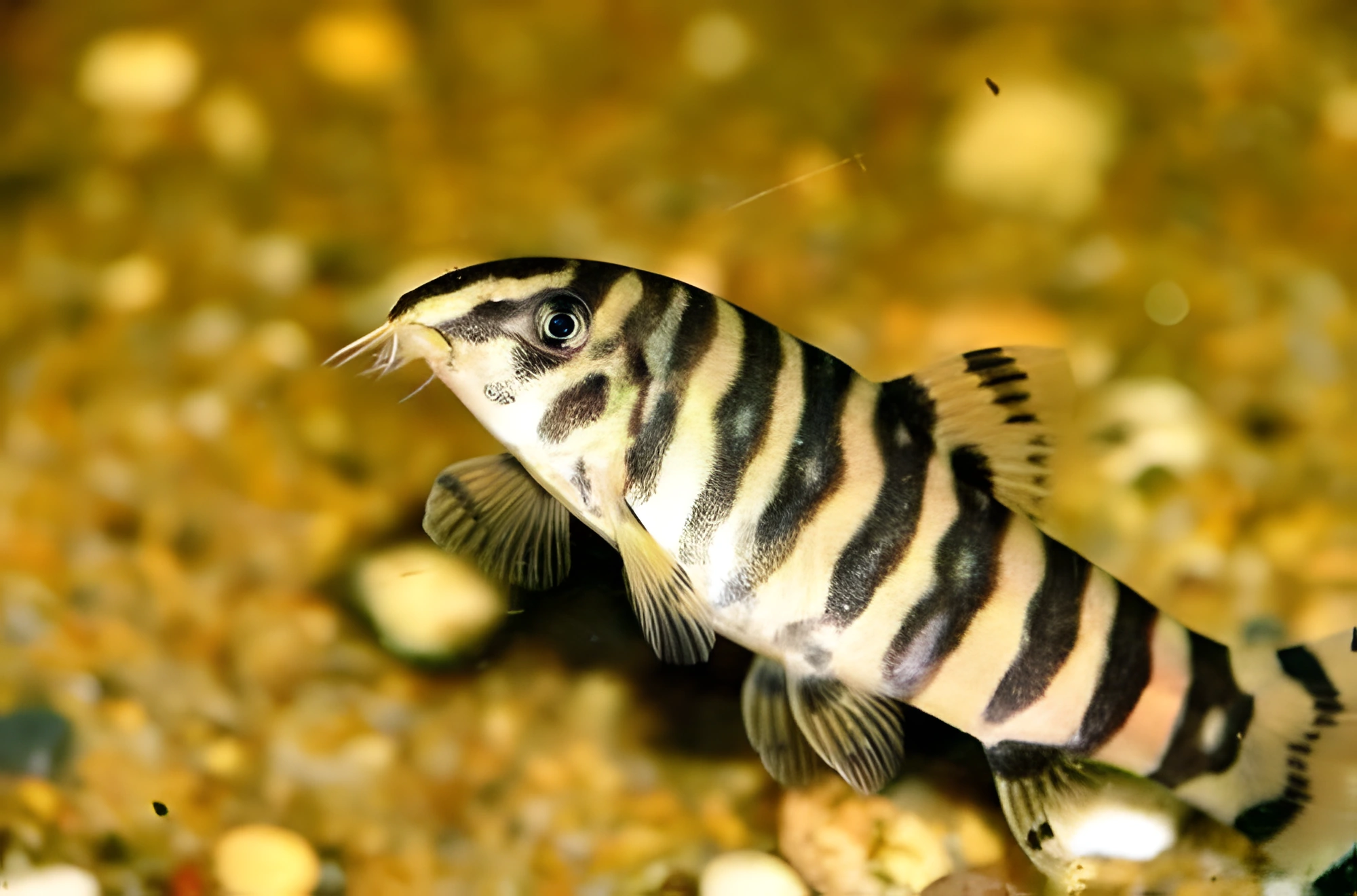 Fotografía del pez de acuario Locha del Ganges