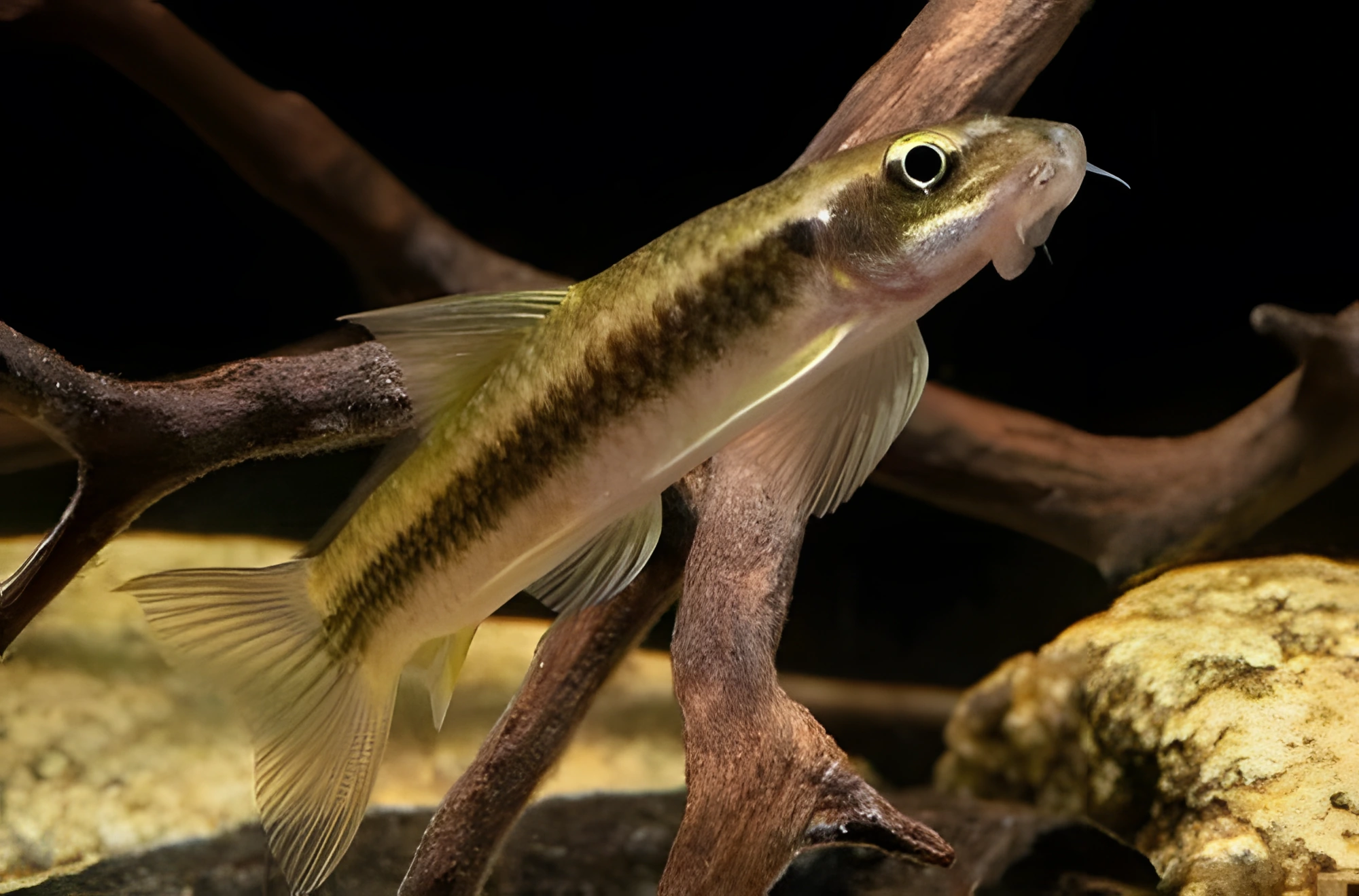Fotografía del pez de acuario Garra de Ceilán