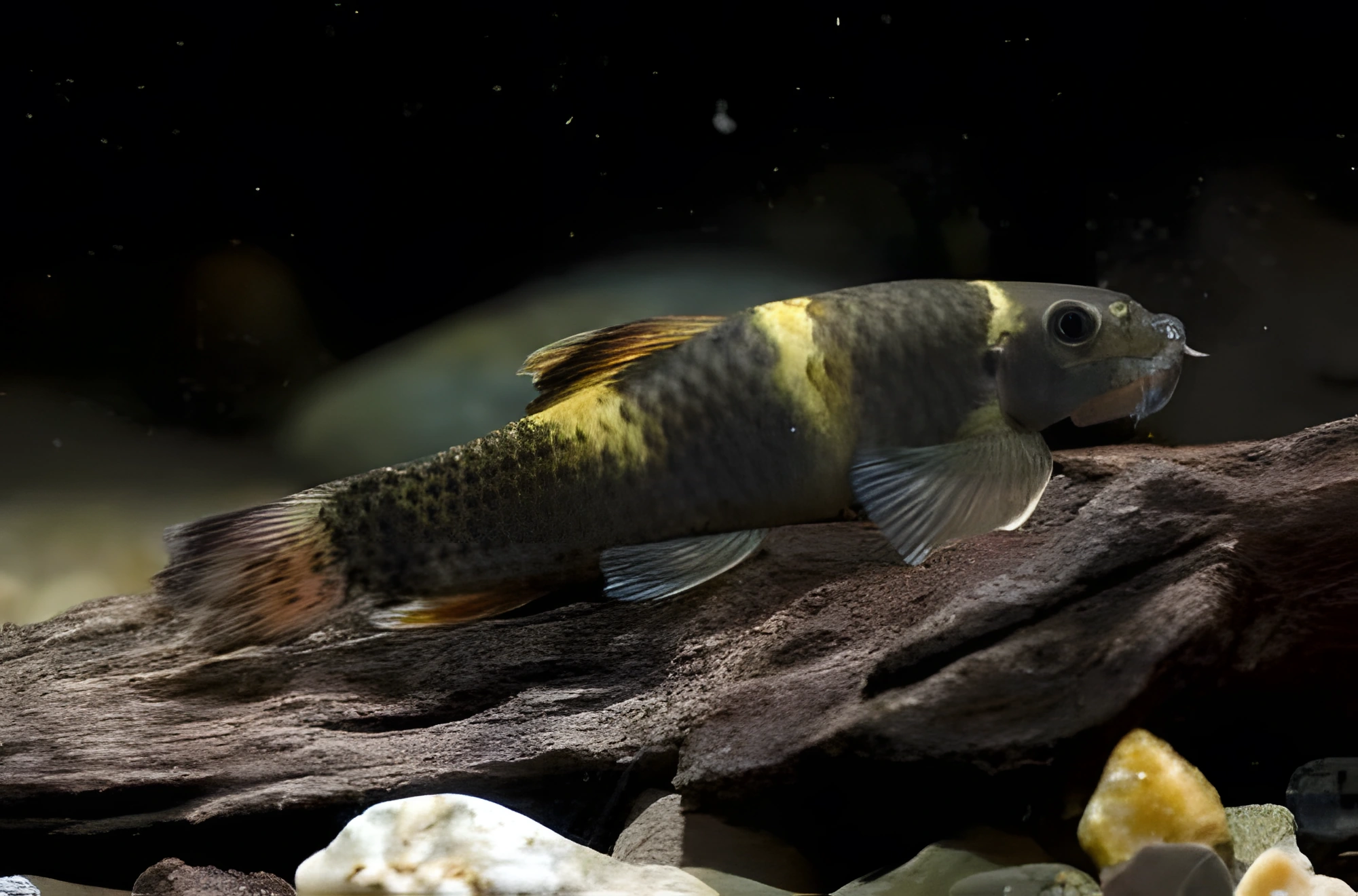 Fotografía del pez de acuario Garra arcoíris