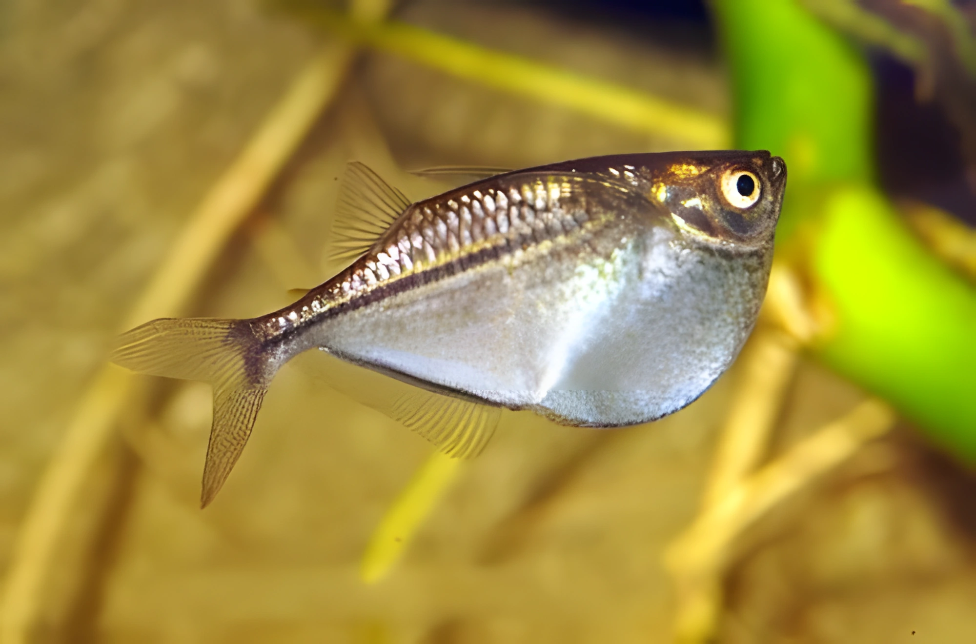 Fotografía del pez de acuario Pez hacha plateado