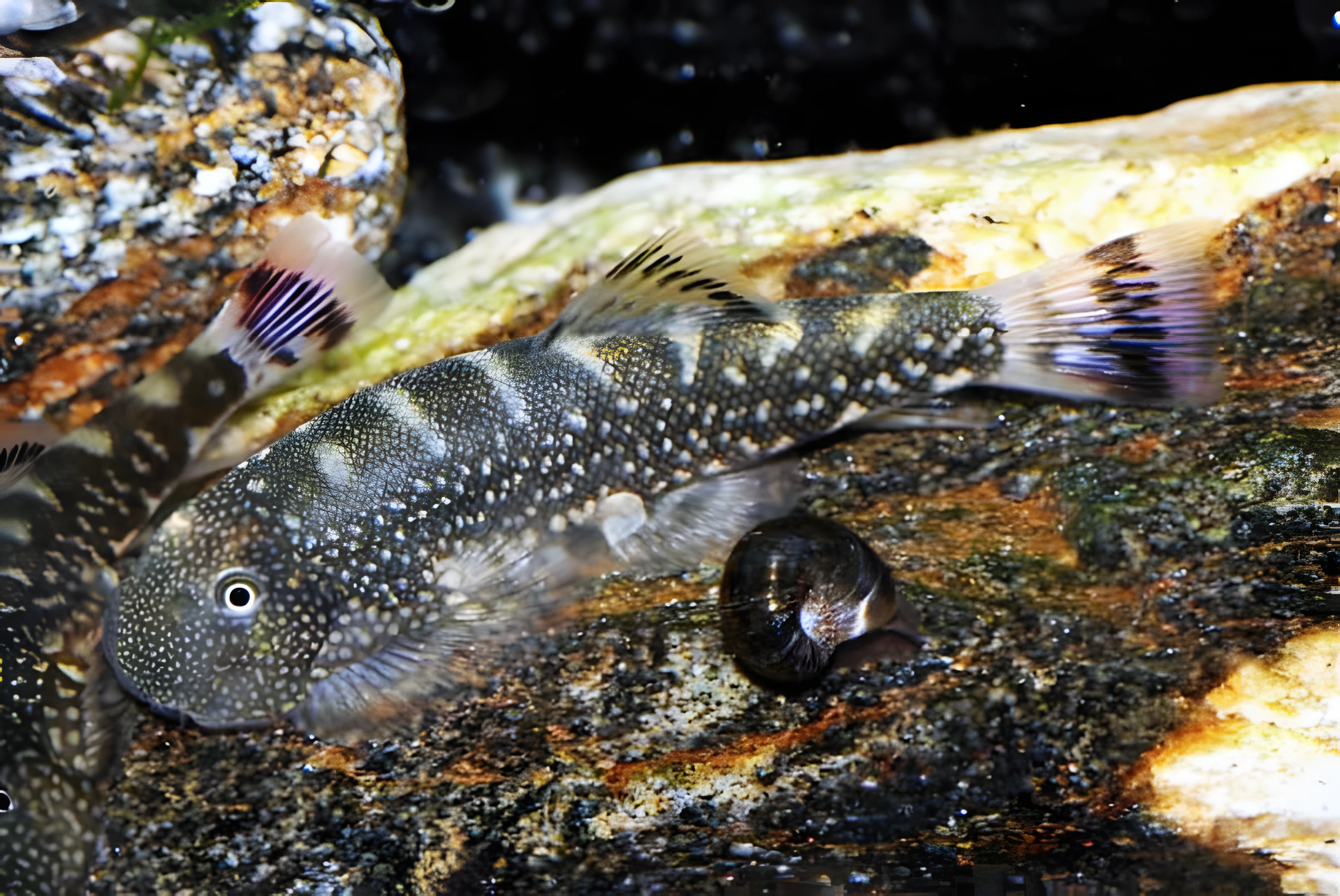 Fotografía del pez de acuario Gastromyzon farragus