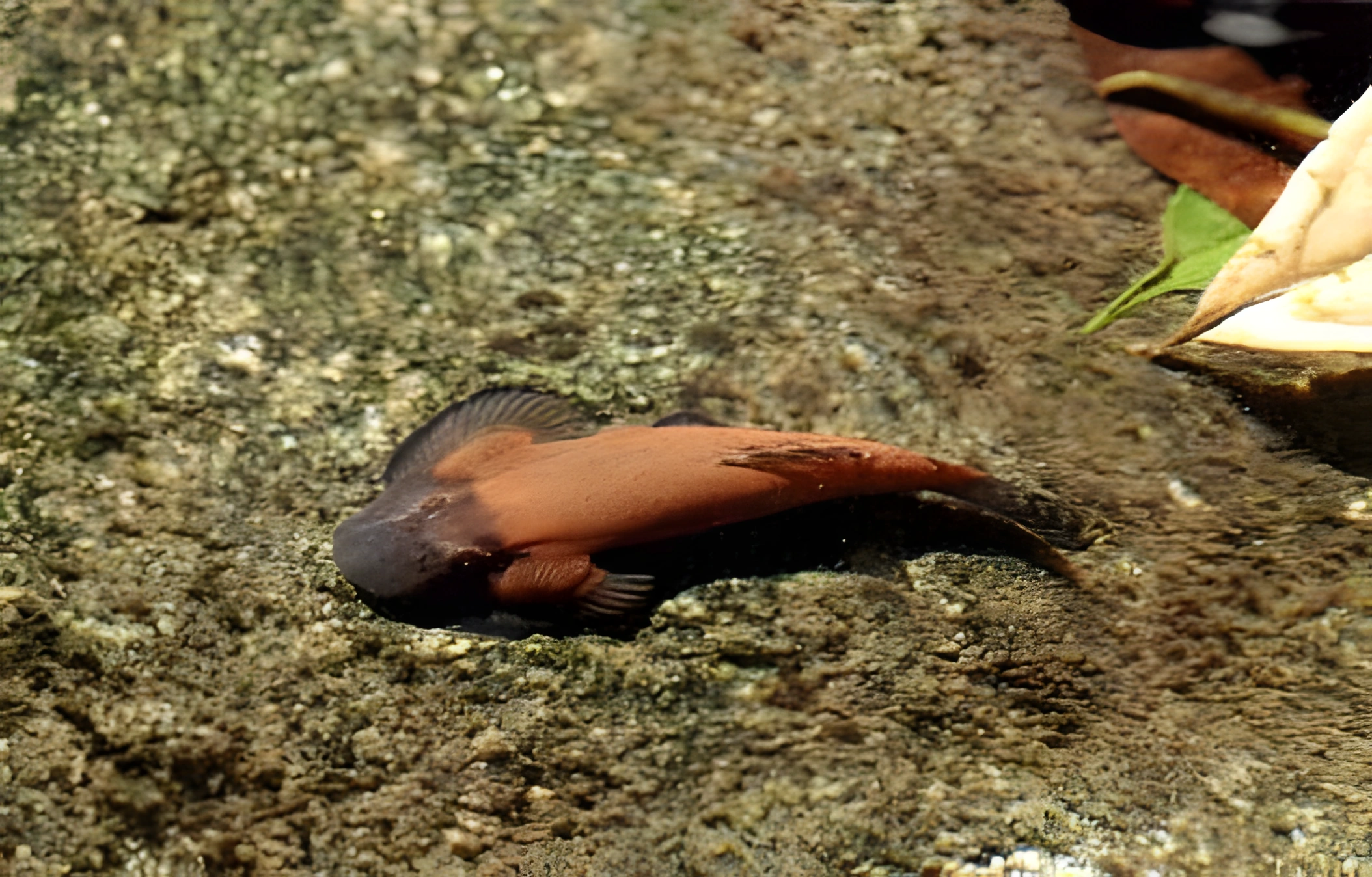 Fotografía del pez de acuario Gastromyzon lepidogaster