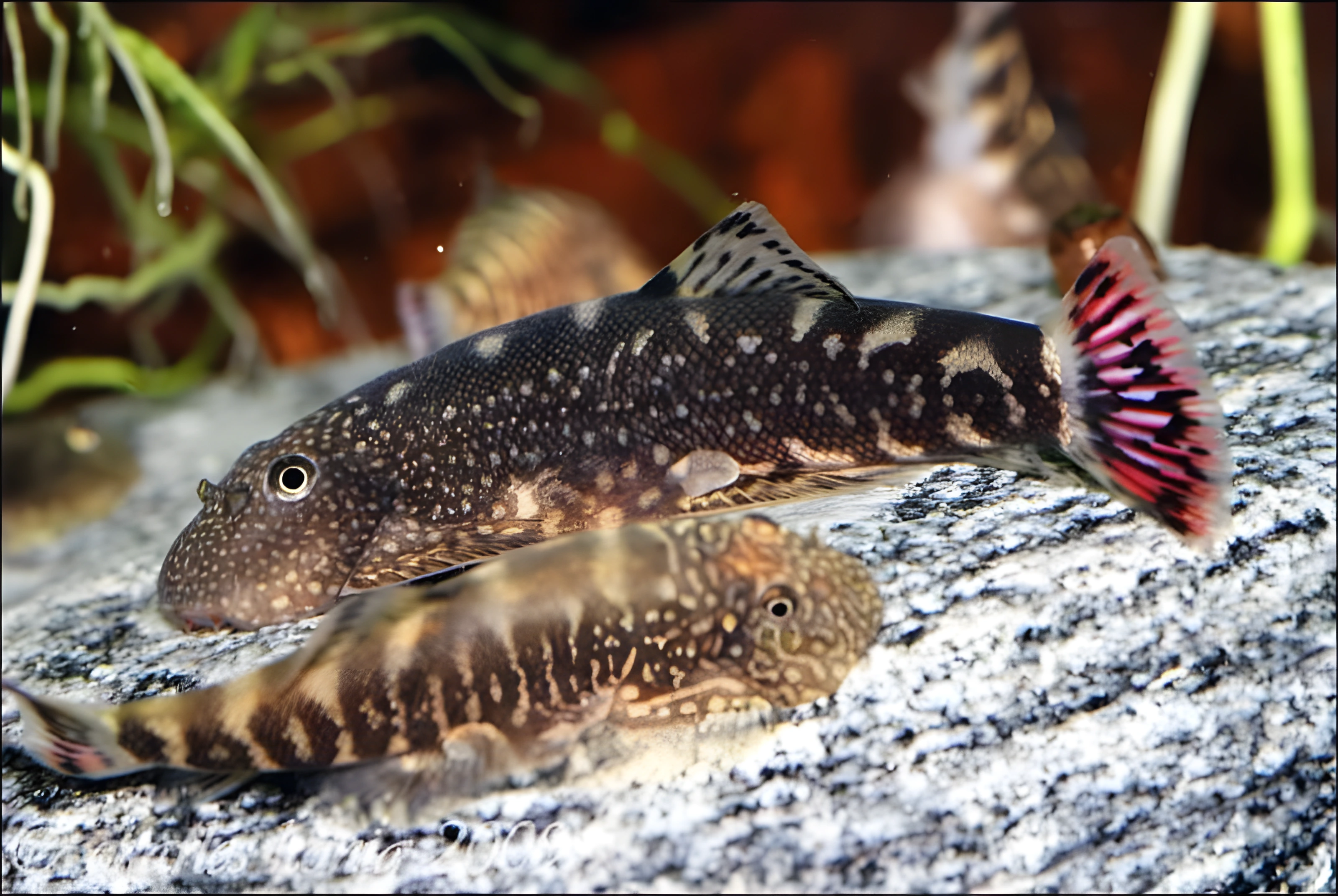 Fotografía del pez de acuario Gastromyzon ocellatus
