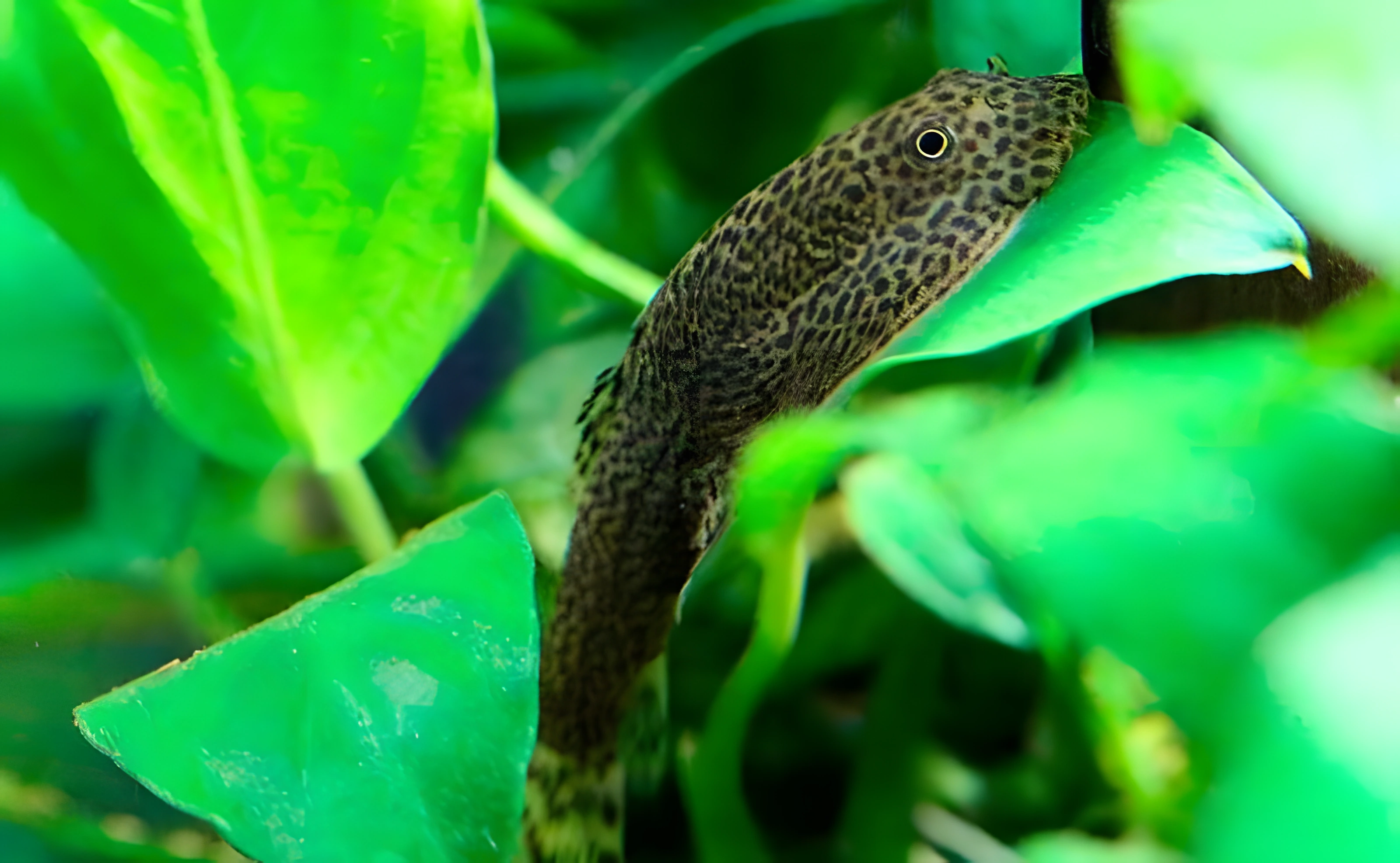 Fotografía del pez de acuario Gastromyzon rayado