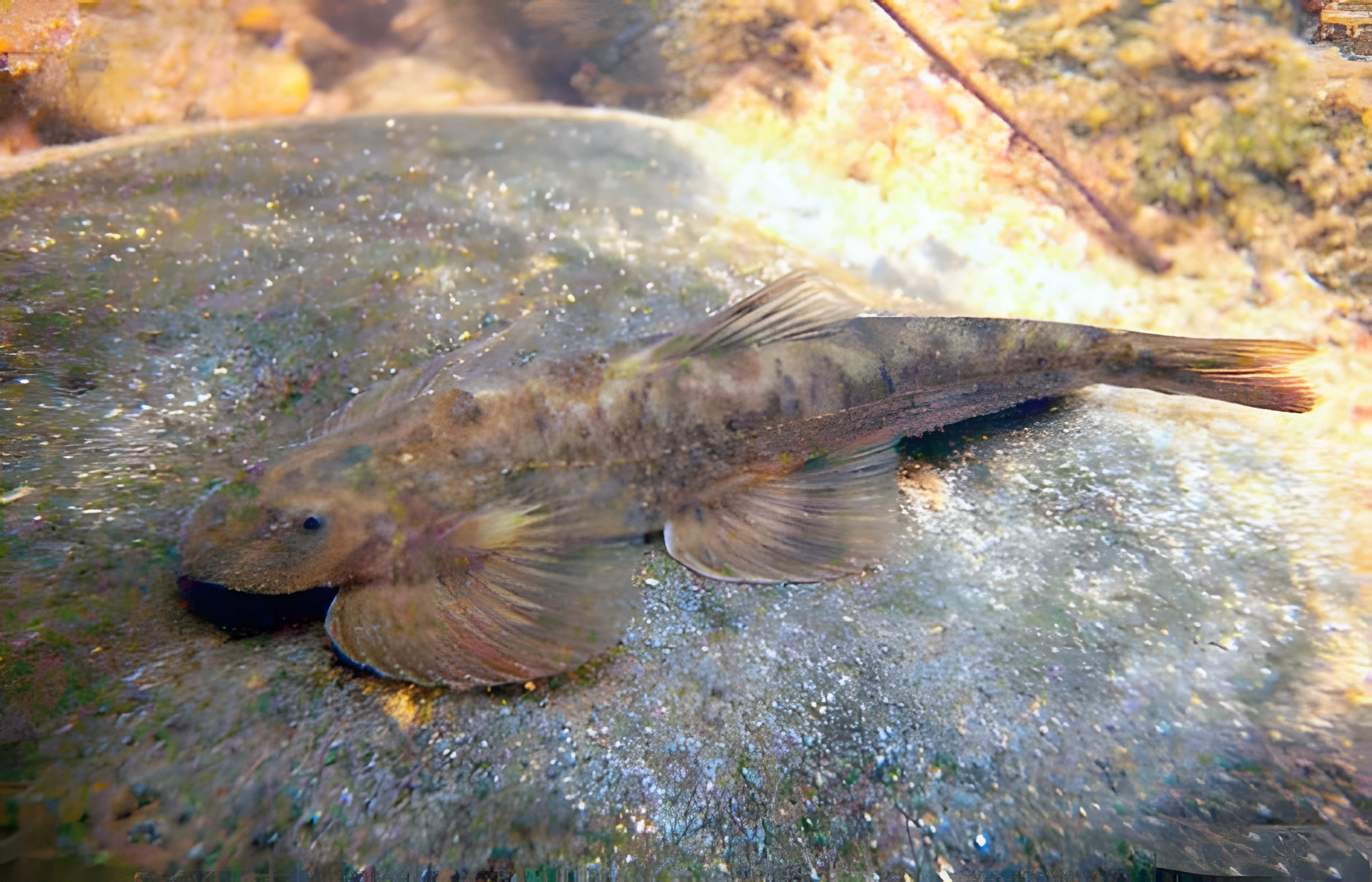 Fotografía del pez de acuario Gastromyzon del río Nan