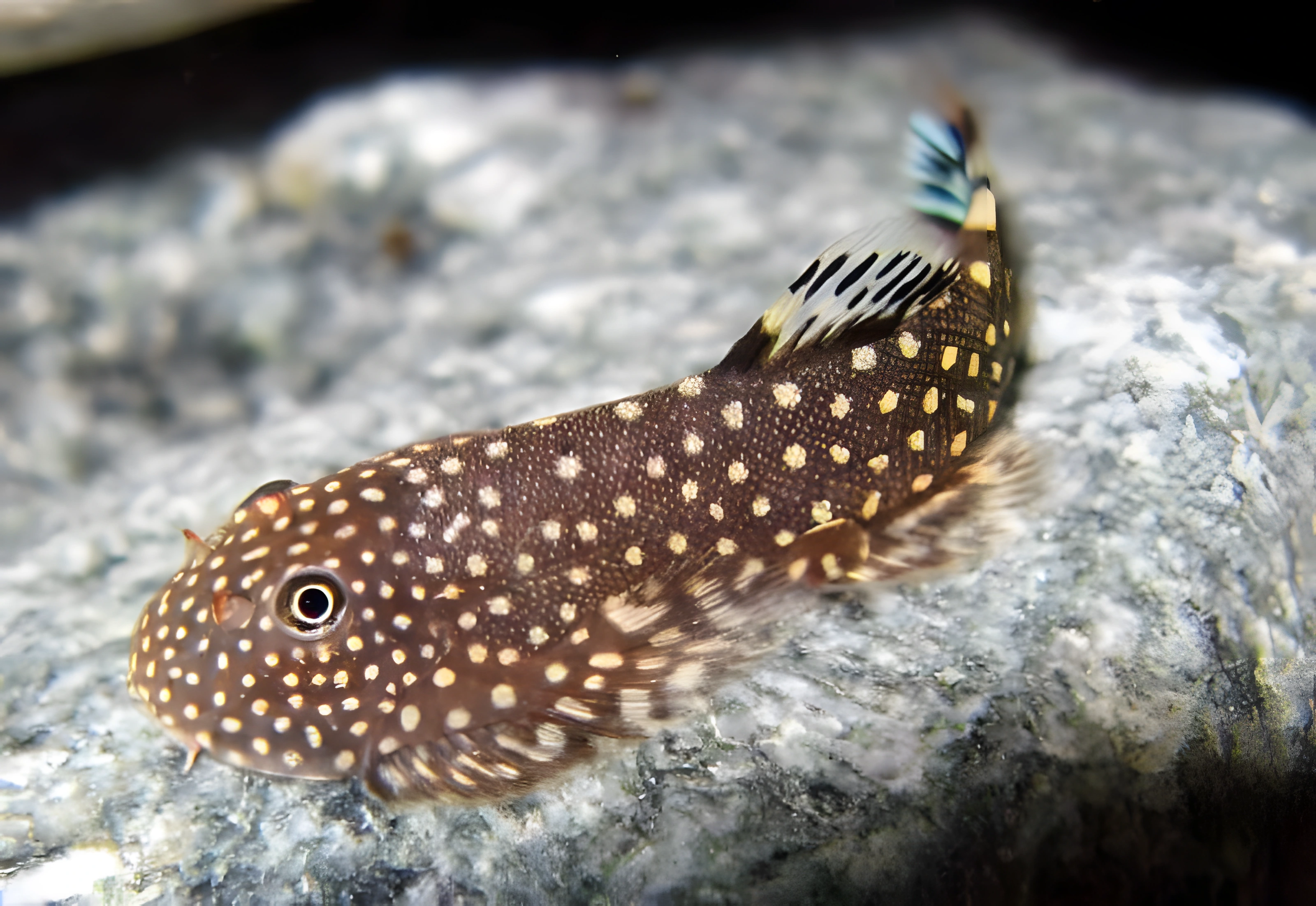 Fotografía del pez de acuario Gastromyzon scitulus
