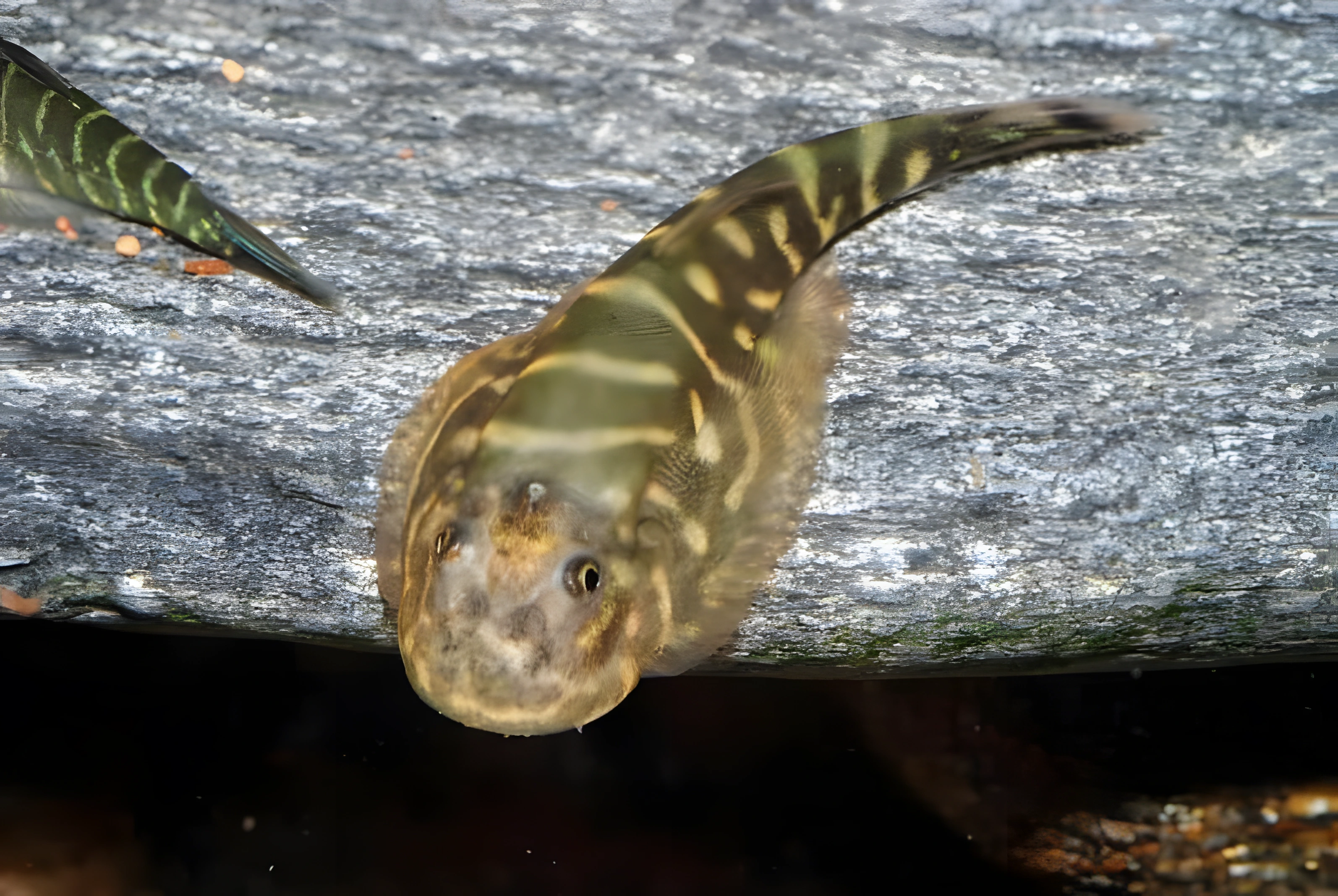 Fotografía del pez de acuario Gastromyzon cebra