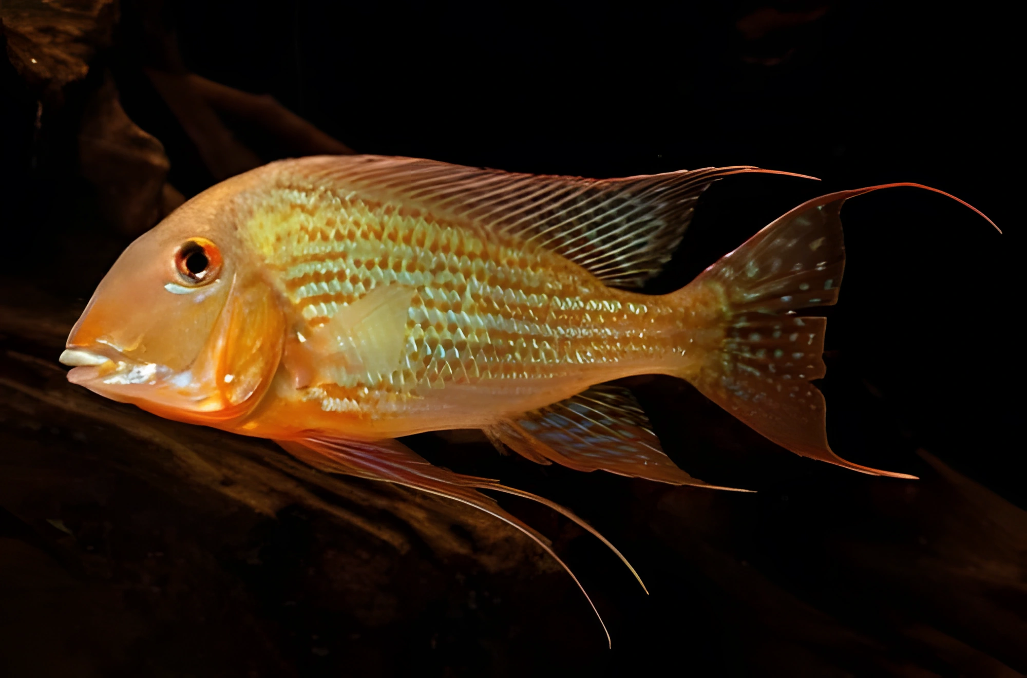 Fotografía del pez de acuario Geophagus altifrons